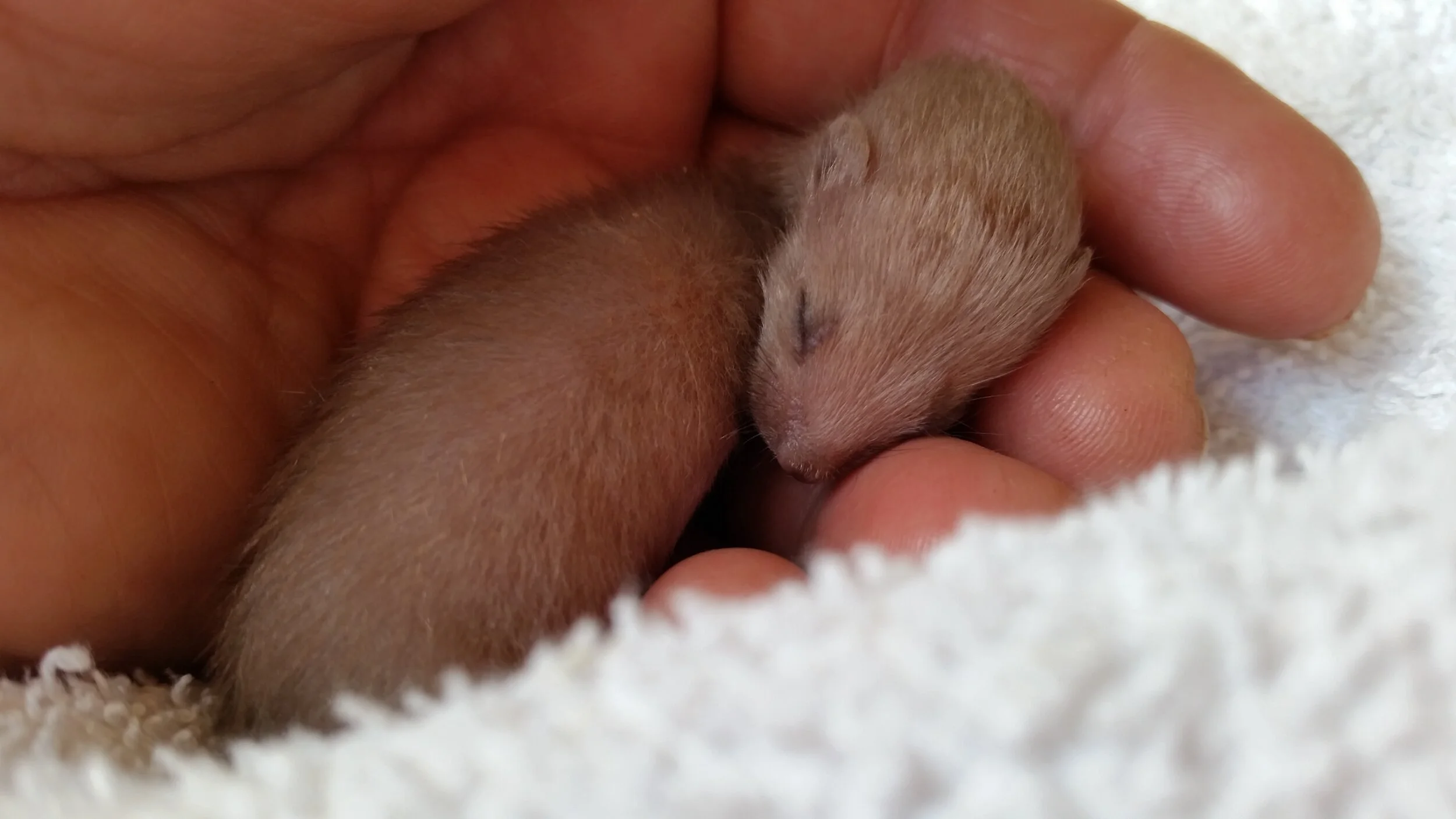 Wiltshire-Wildlife-Hospital-24-Hour-Emergency-Wildlife-Care-baby-stoat.jpg