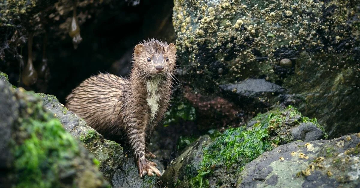 Mink Hunting