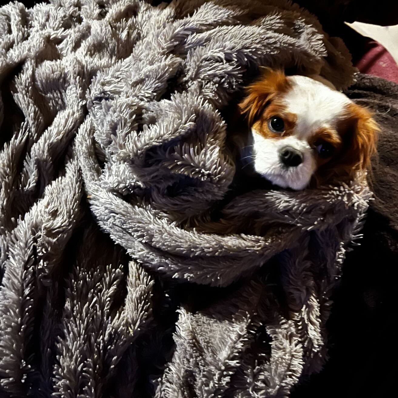 I just wish Gretschen could get comfortable. 

#cavalierkingcharlesspaniel #cav #princess