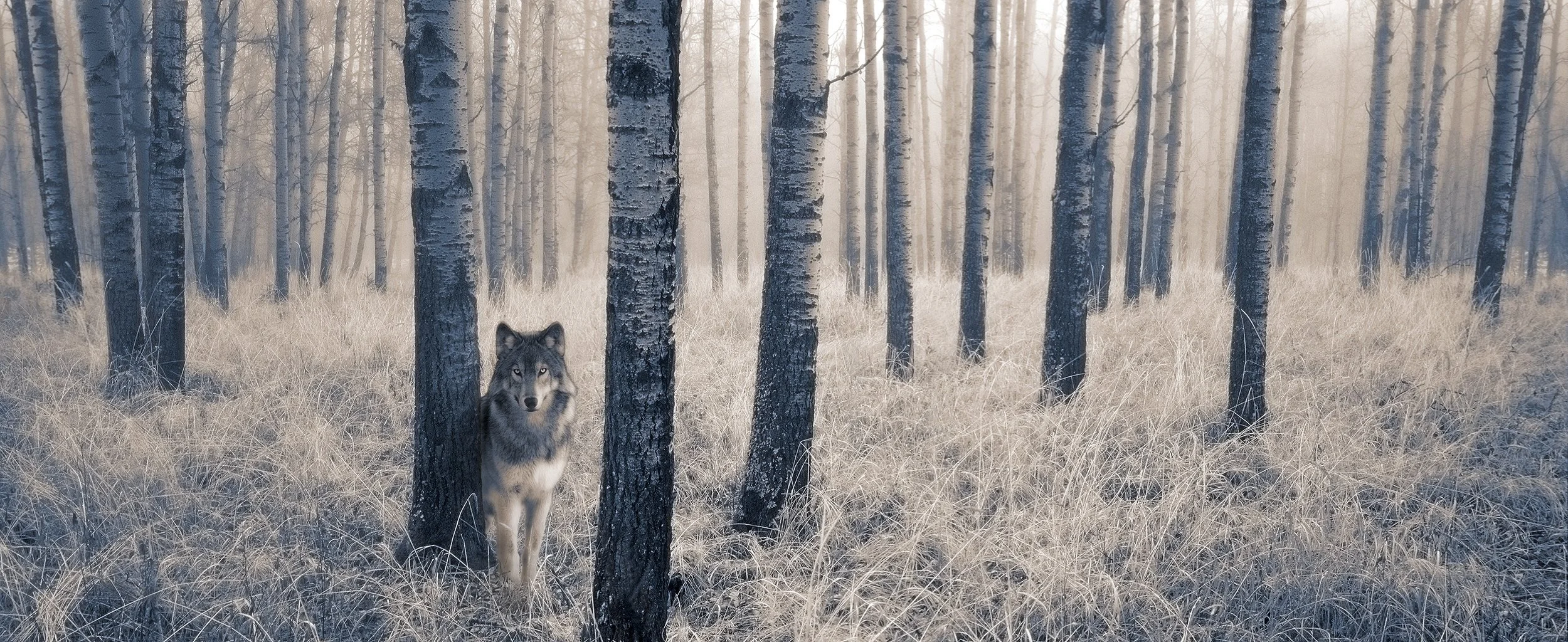 NMP117 - Wolf in Aspen Forest