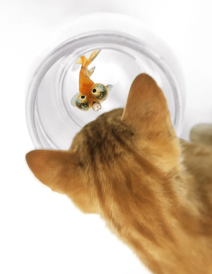 NMP1277 - Cat Watching Fish in Bowl