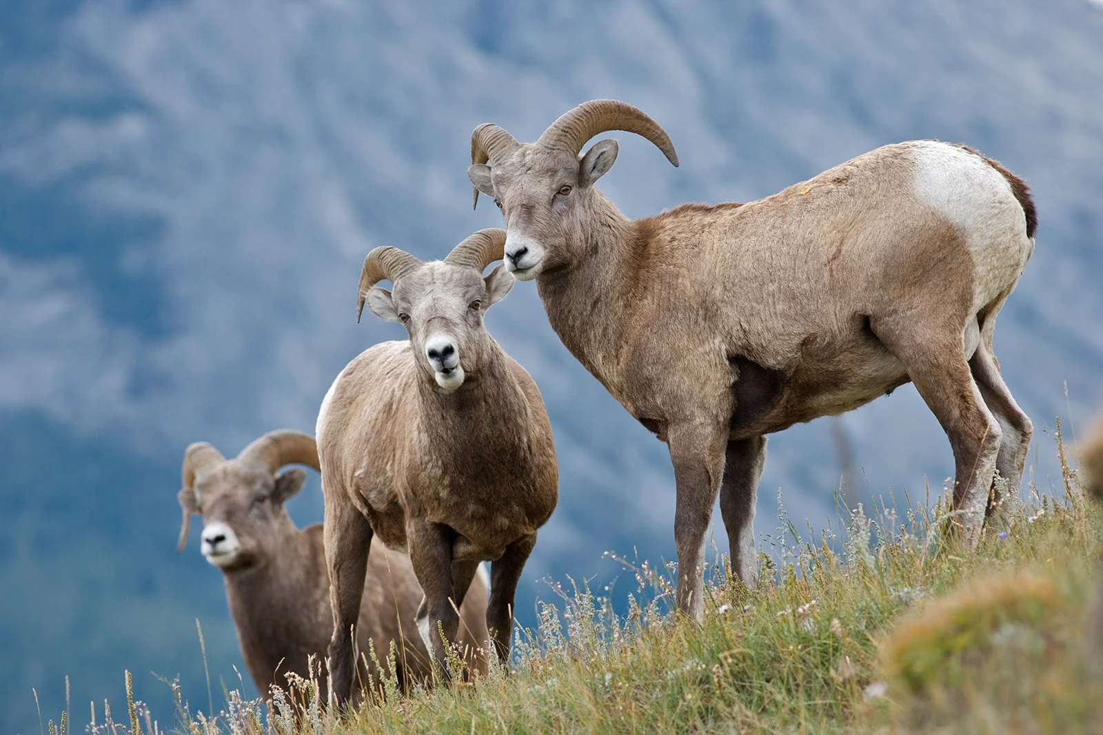 NMP3692 - Bighorn Sheep Canadian Rockies