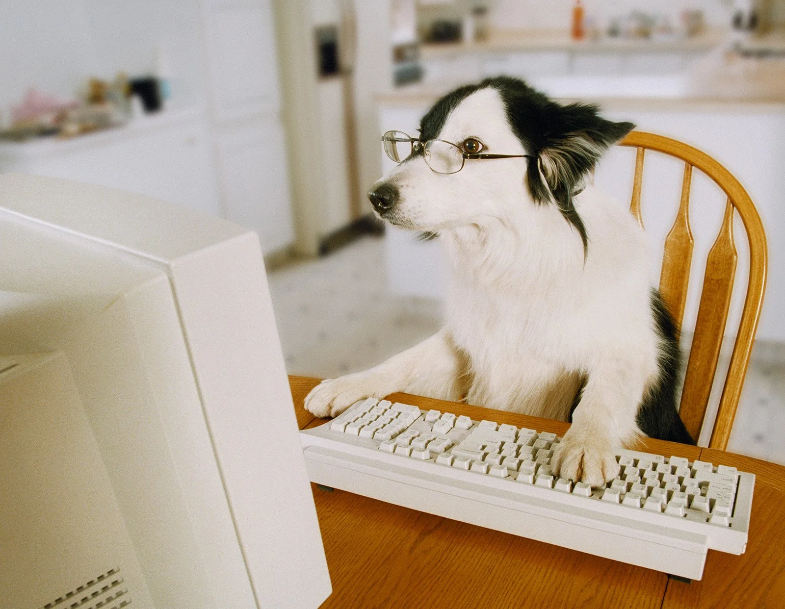 NMP757 - Border Collie on Computer