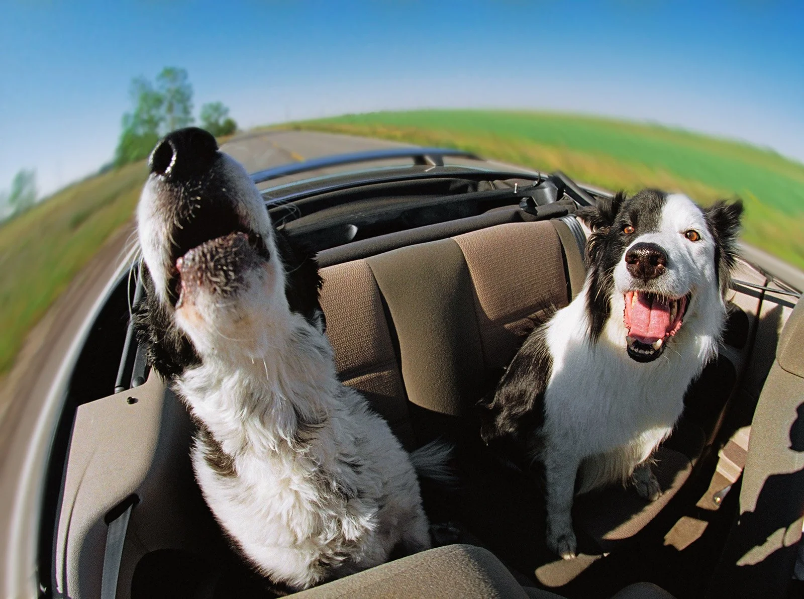 NMP2932 - Two Border Collies Riding in Car
