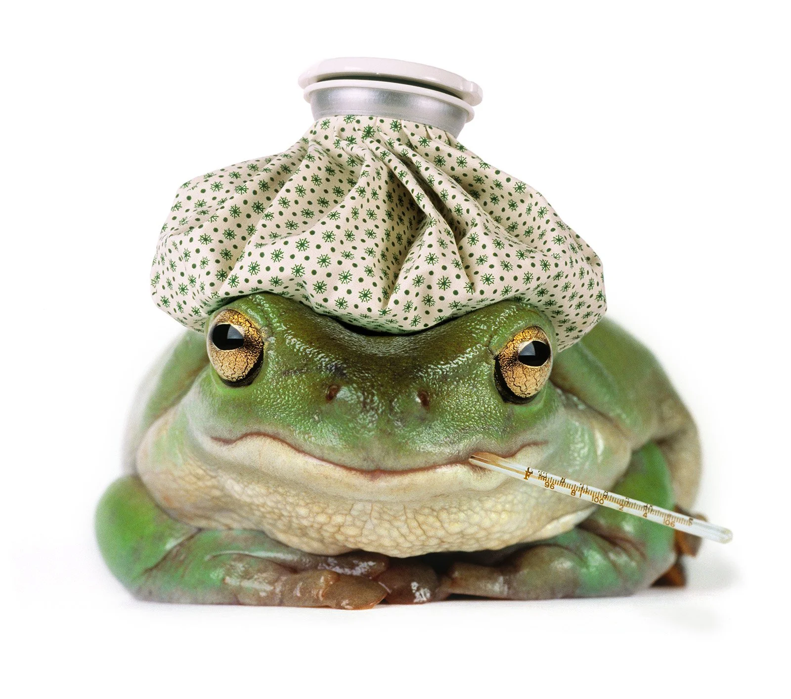 NMP666 - White's Tree Frog with Ice Pack