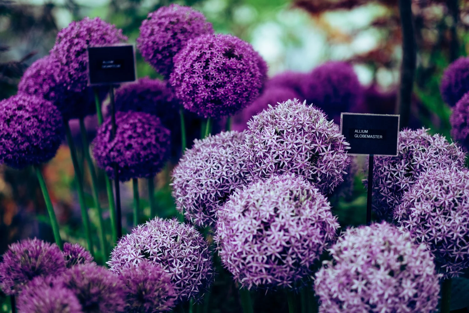 Hot New Rhs A complete guide to the RHS, their gardens, shows and work.