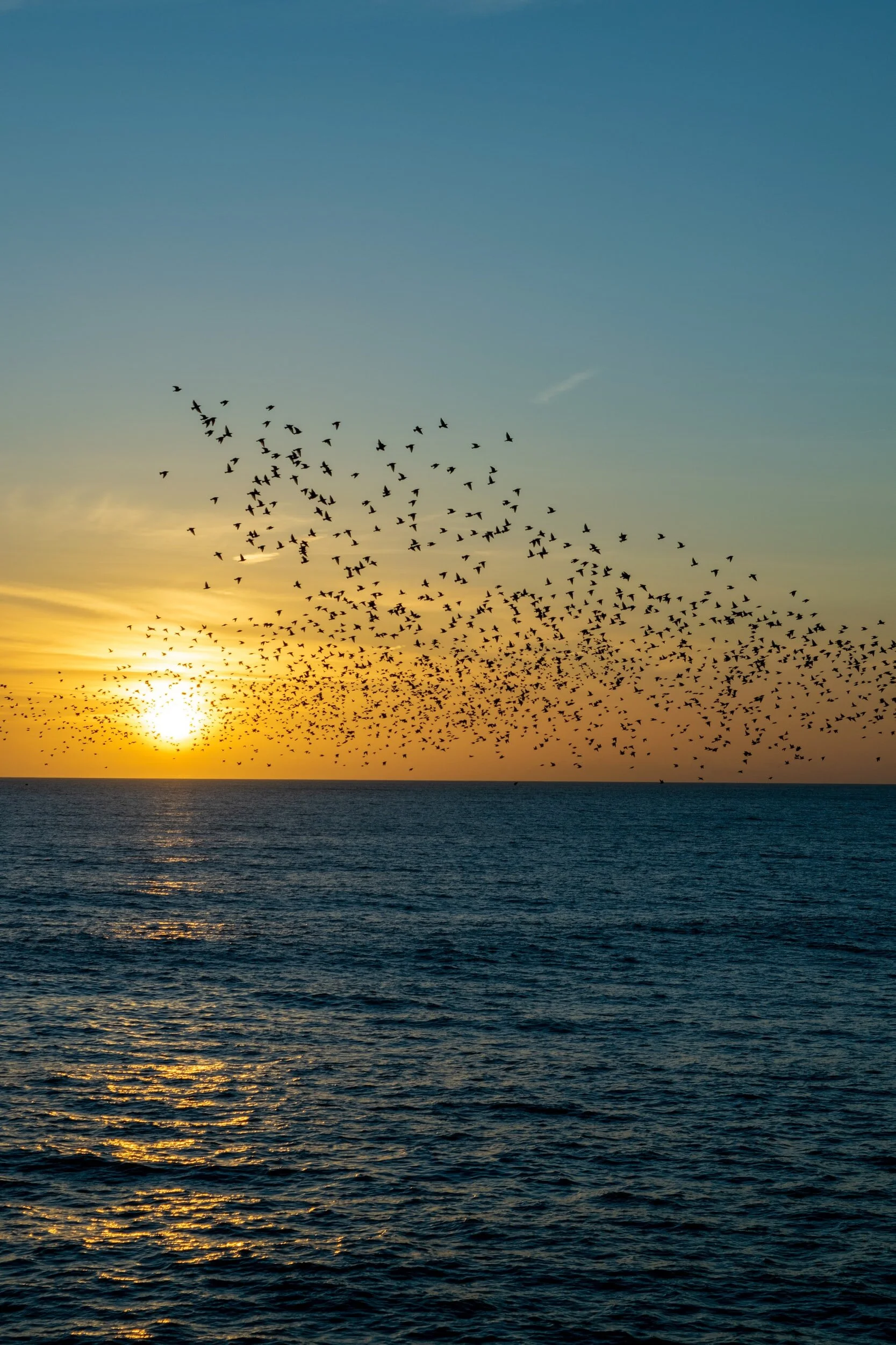 Murmuration
