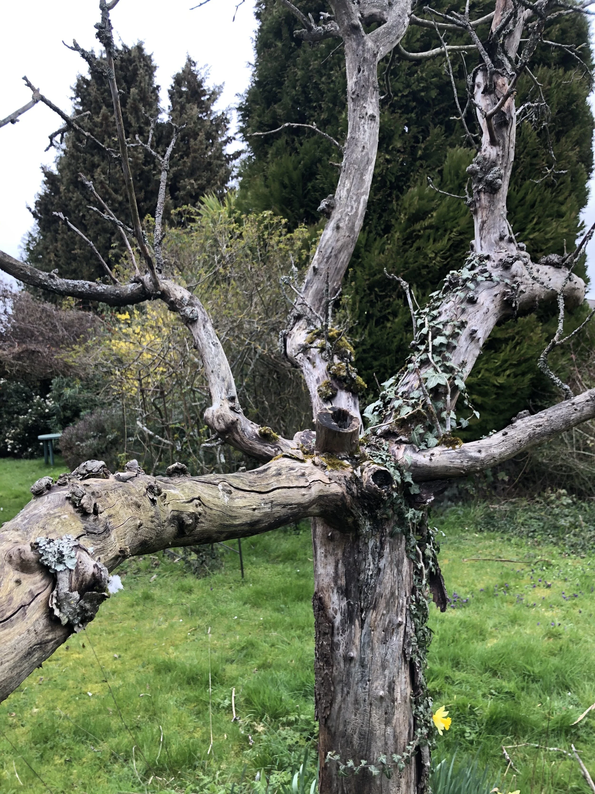 Mummy Mary’s Garden