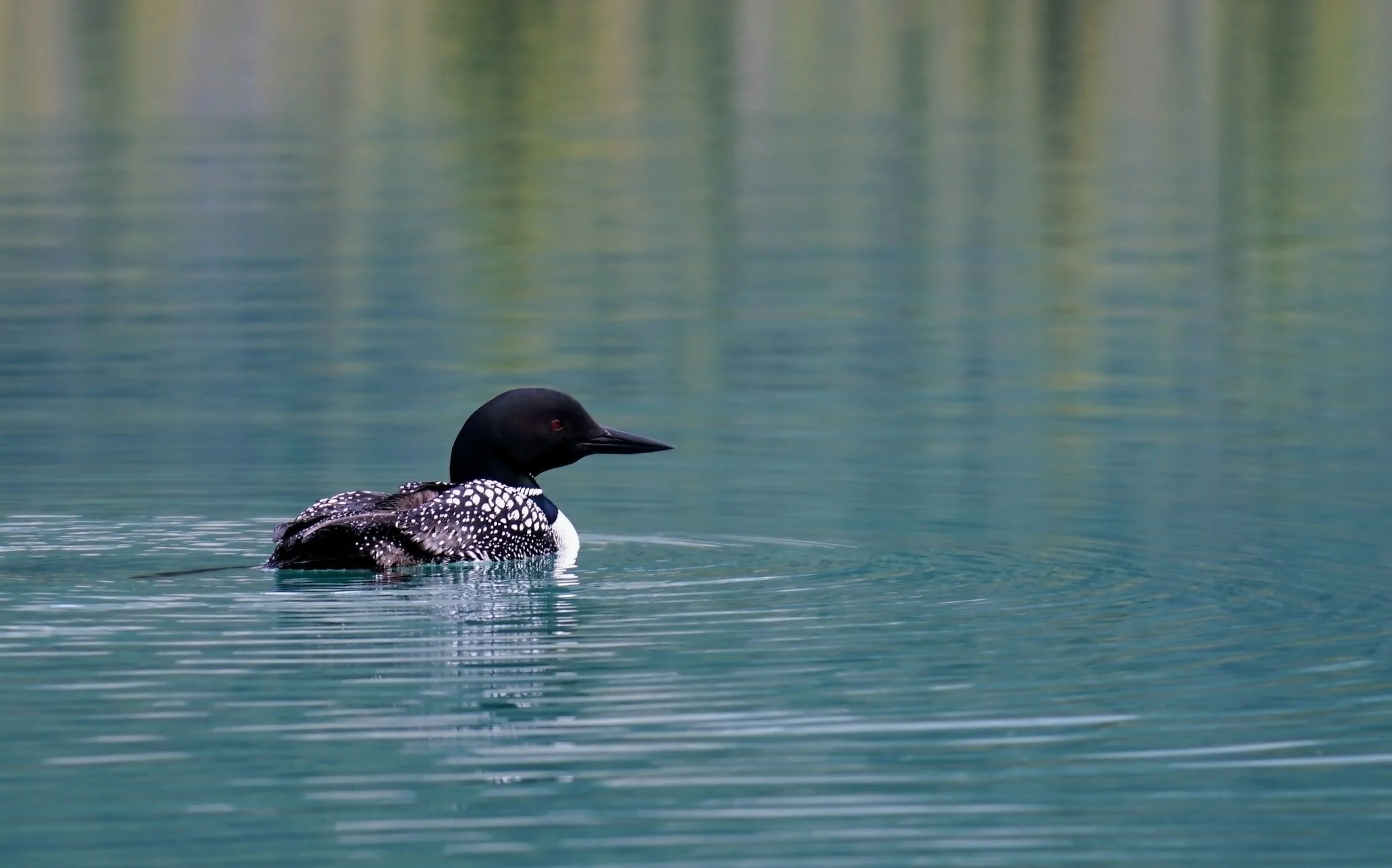 Common Loon