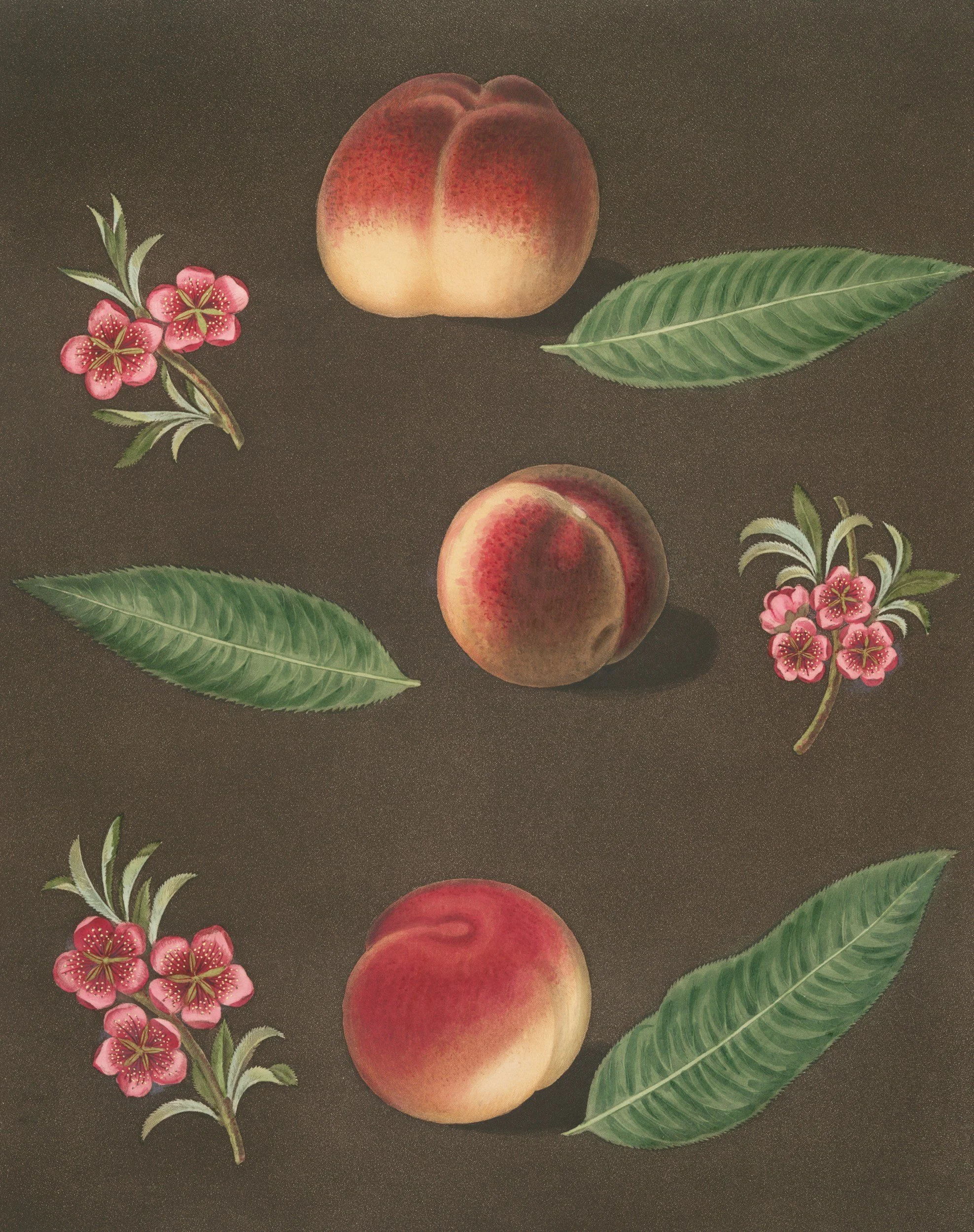 Georgia Kitchen Scene