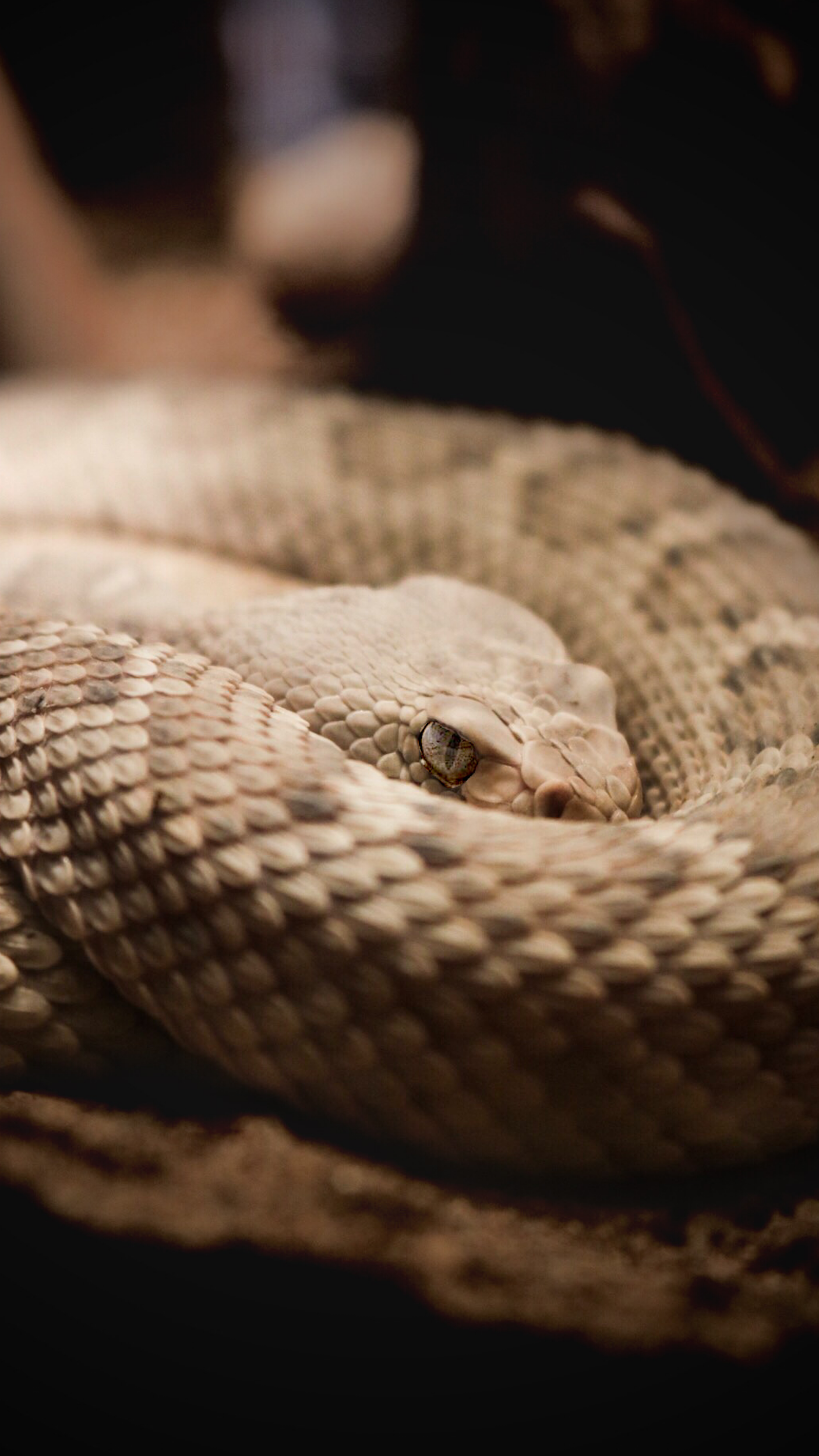 Brumating