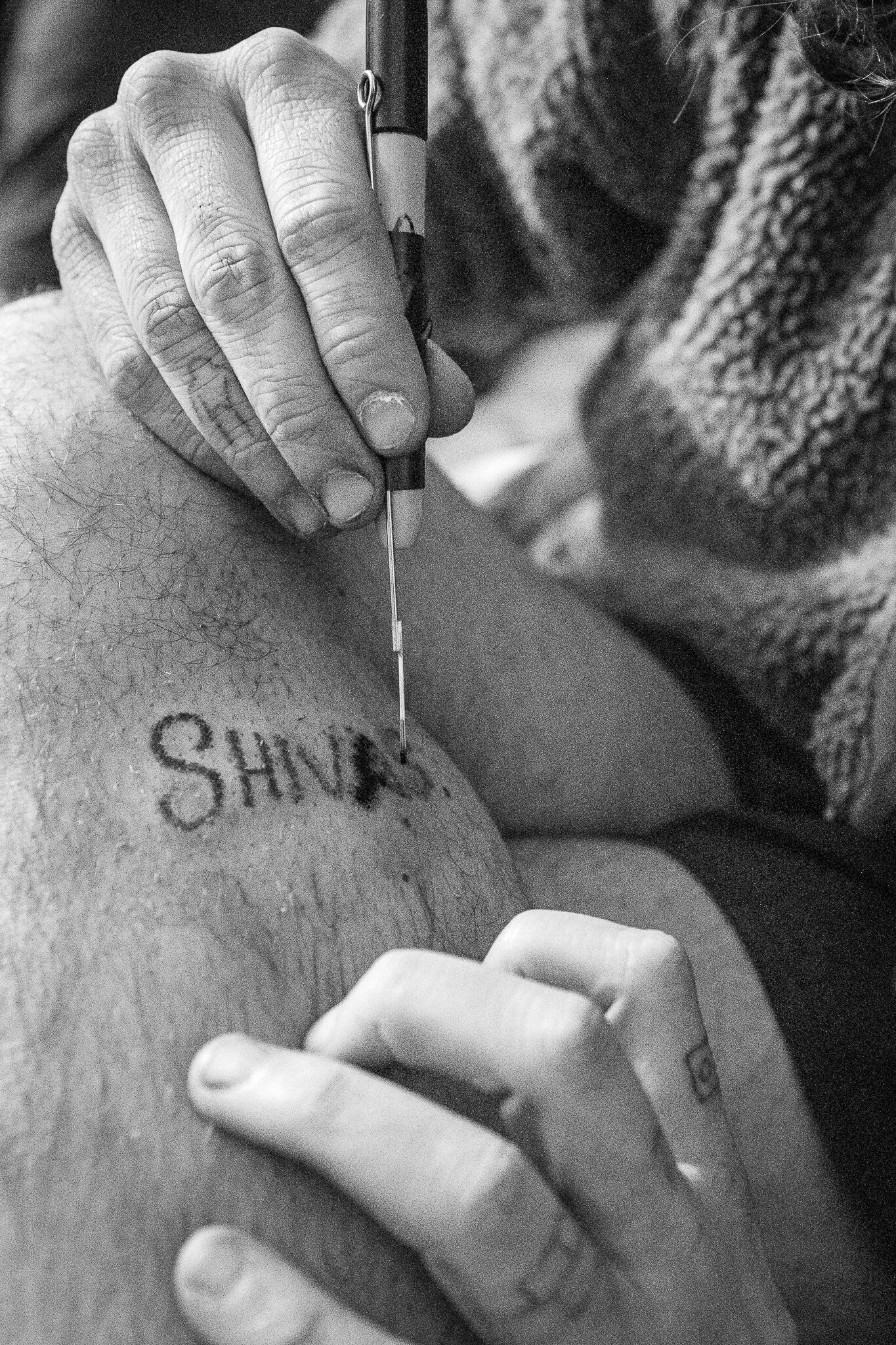 The Shivas In Philly