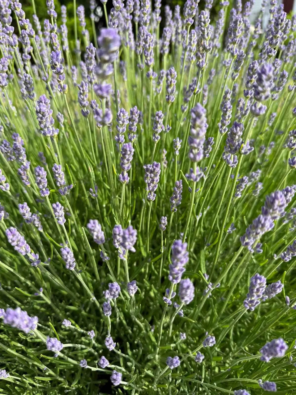 Catmint-or-Lavender.jpg