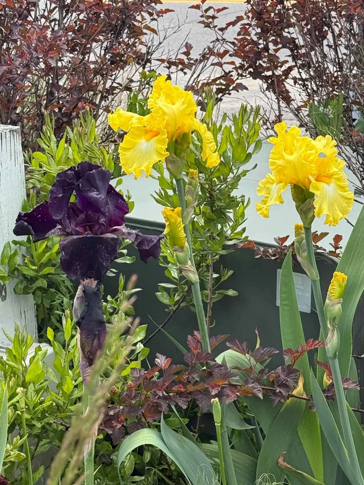 Purple-and-Yellow-Iris.jpg