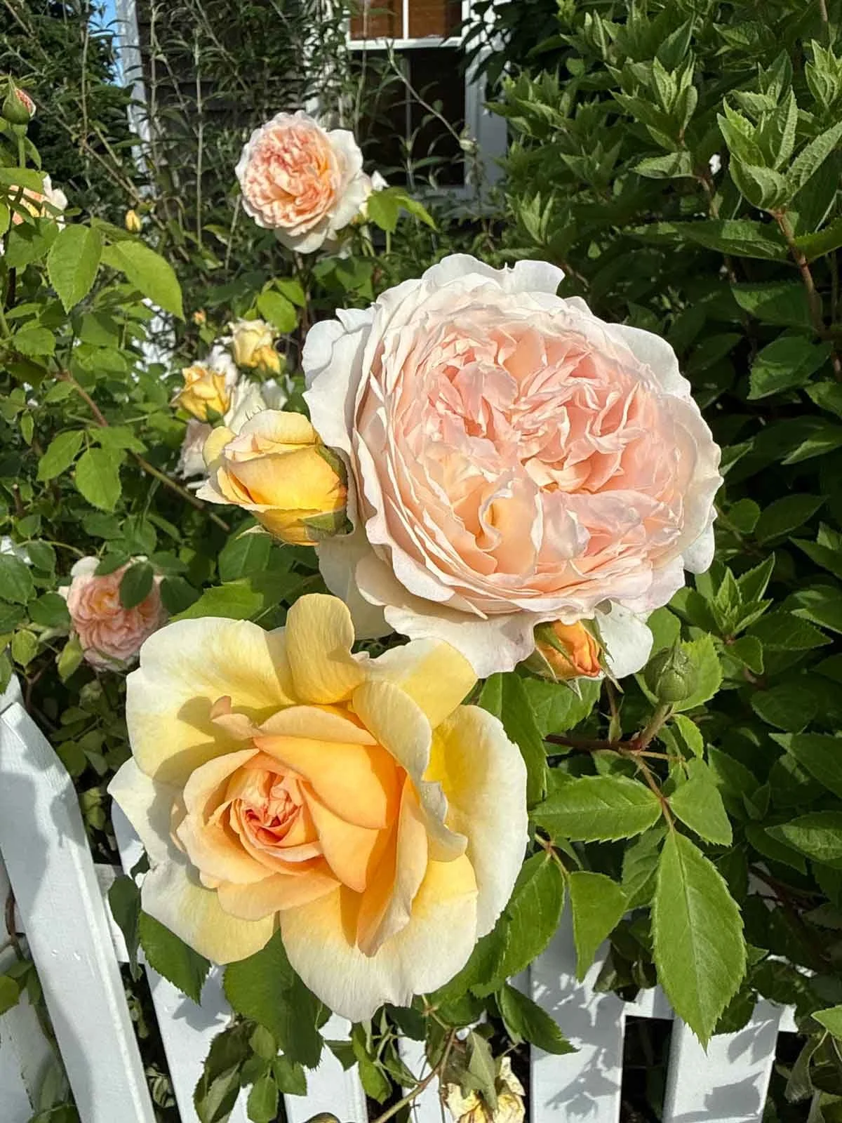Yellow-and-Pink-Rose.jpg