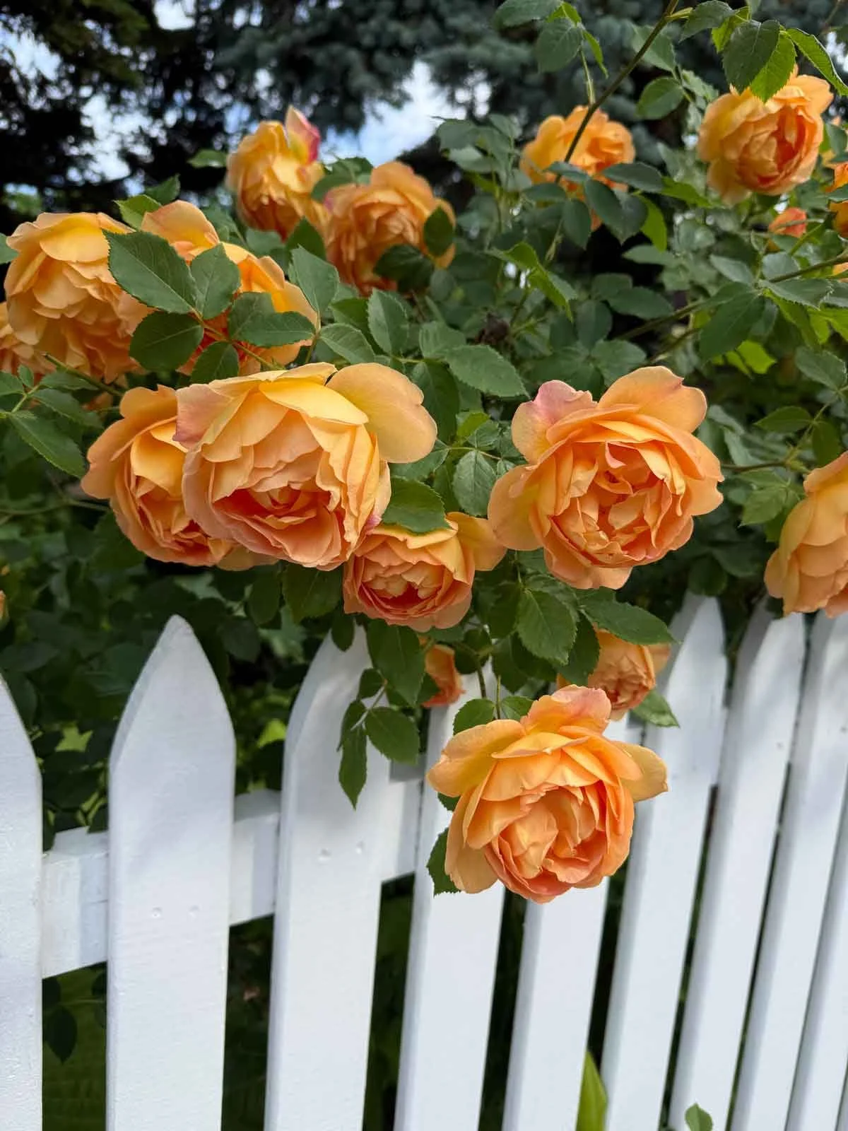 Orange-Fragrant-Rose.jpg