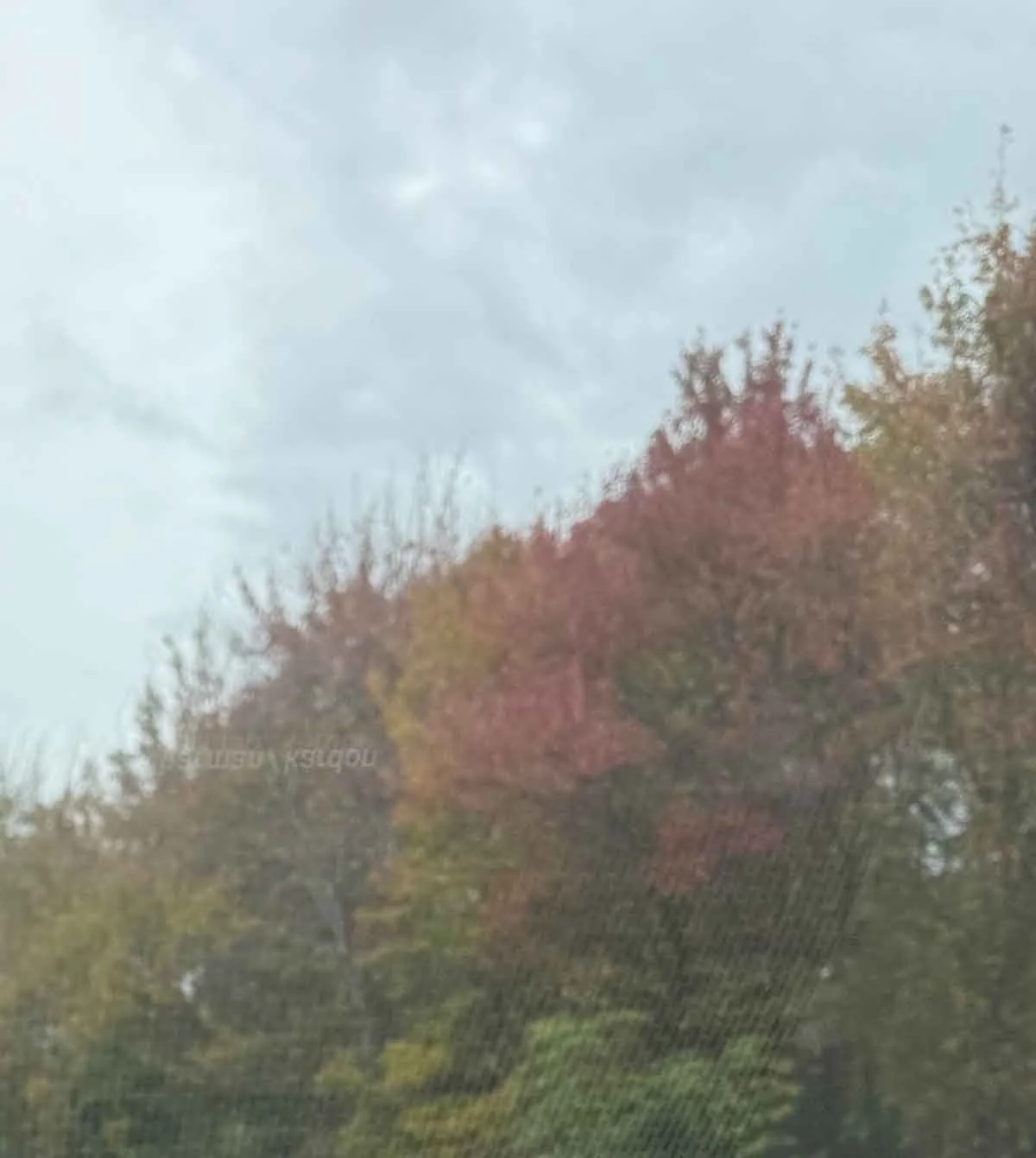 Autumn-Foliage.jpg