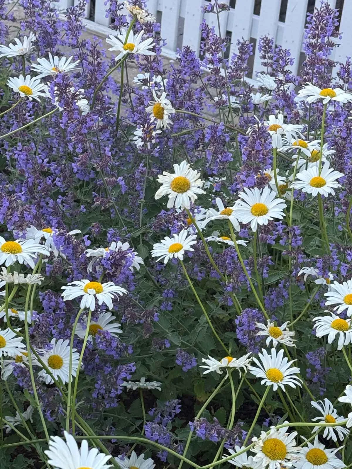 Daisies-and-Lavendr.jpg