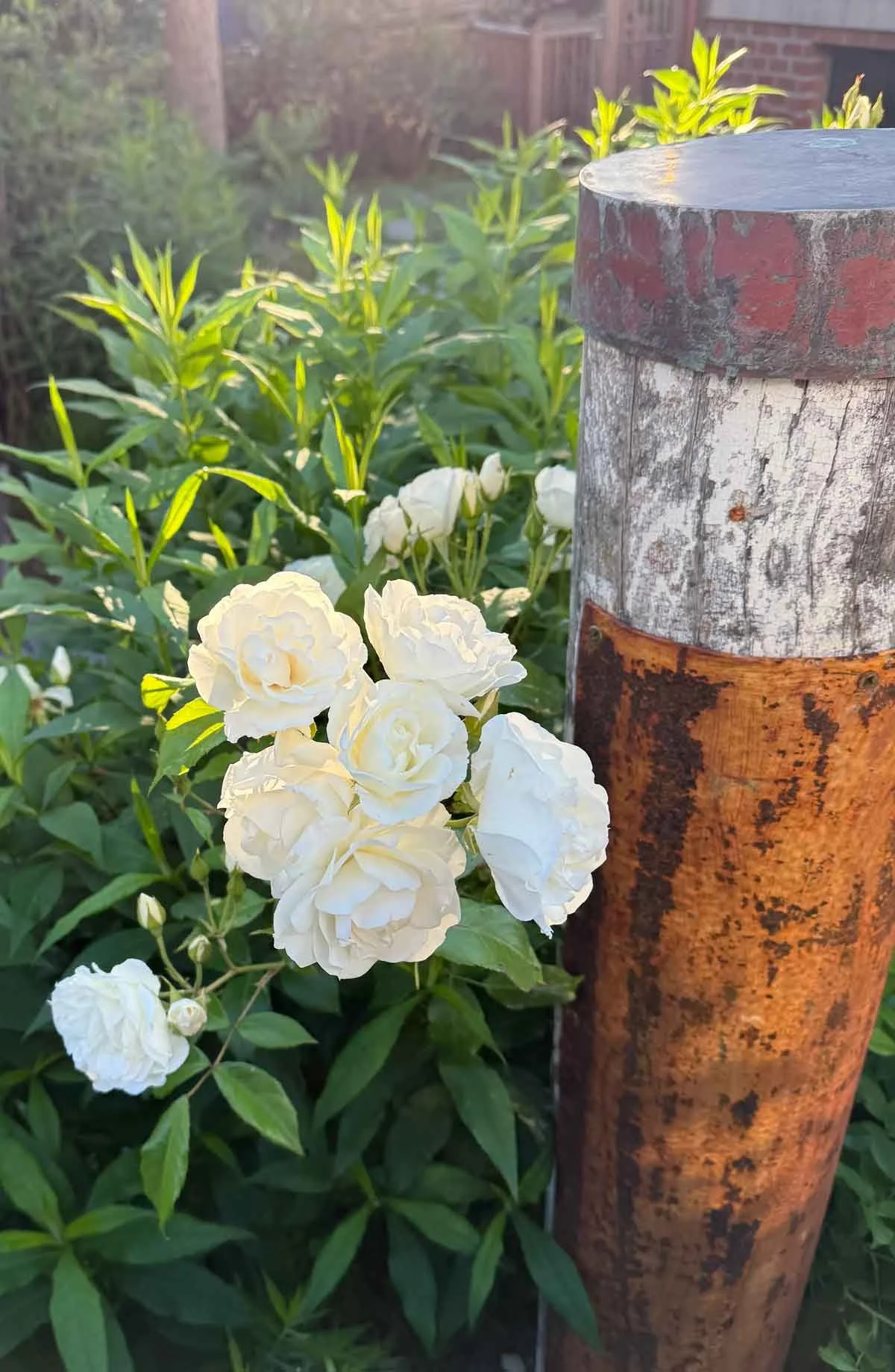 Backlit-White-Roses.jpg