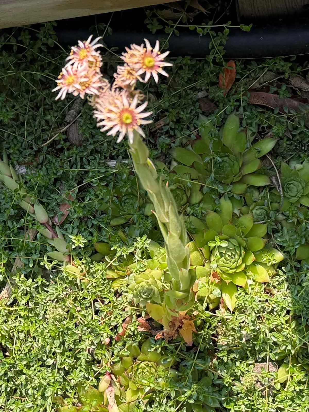 Succulent-in-Bloom.jpg