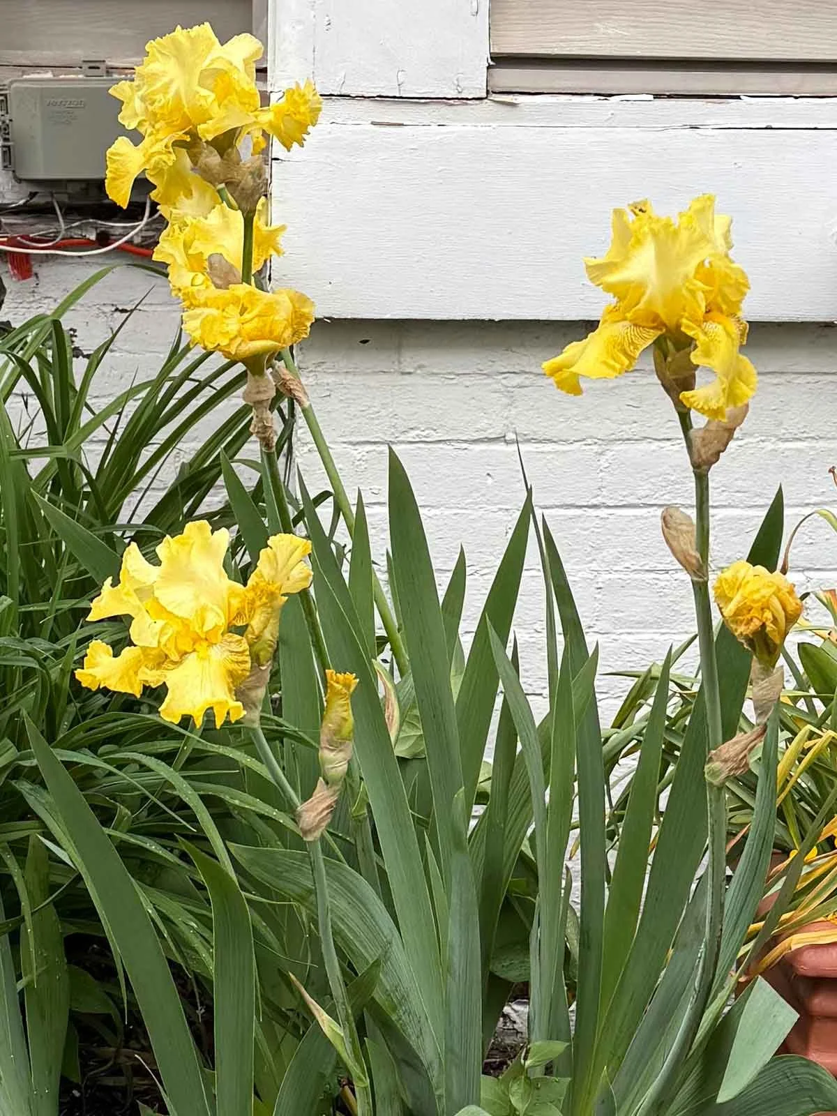 Gold-and-Yellow-Iris.jpg