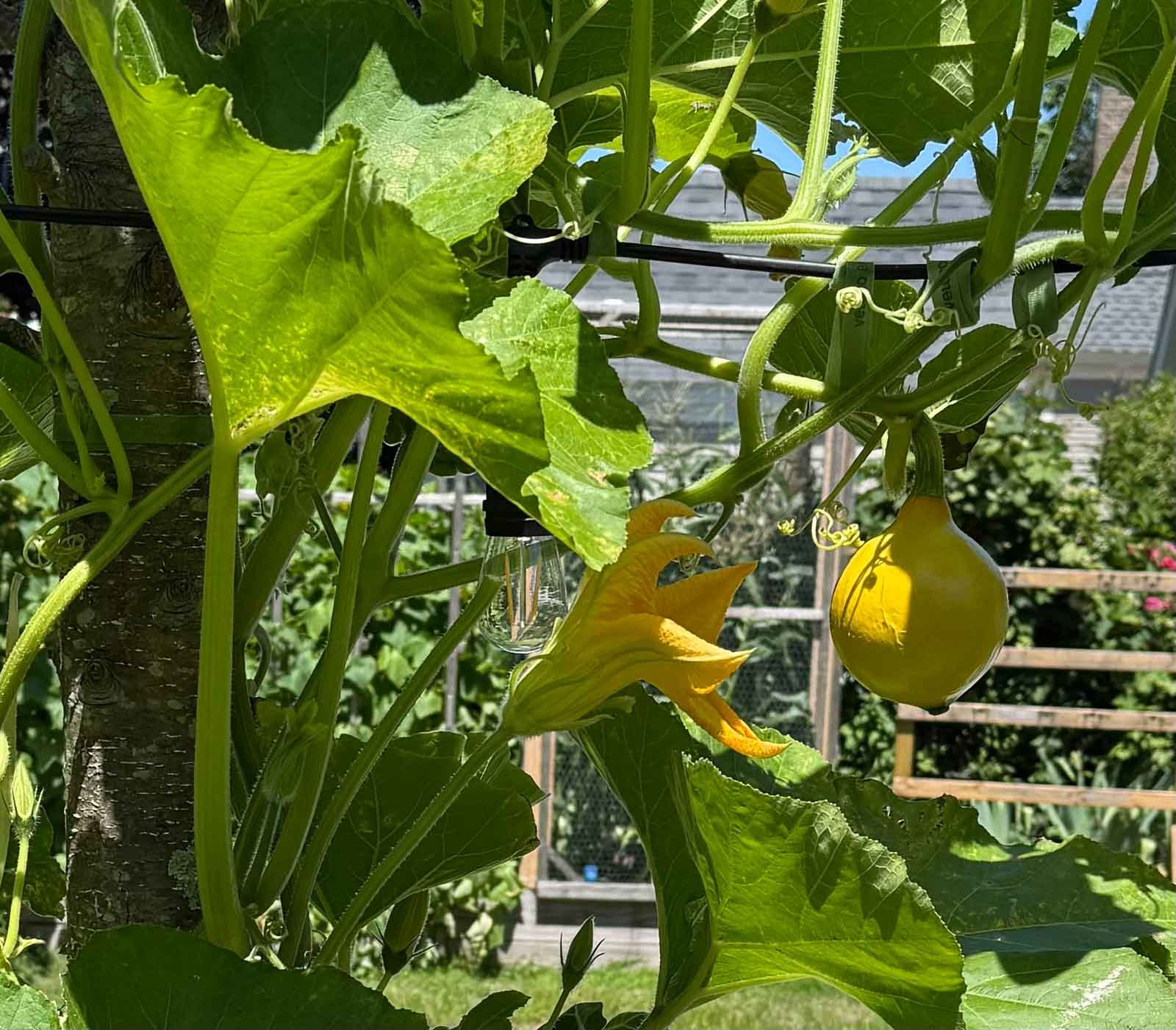 Yellow-Gourd.jpg