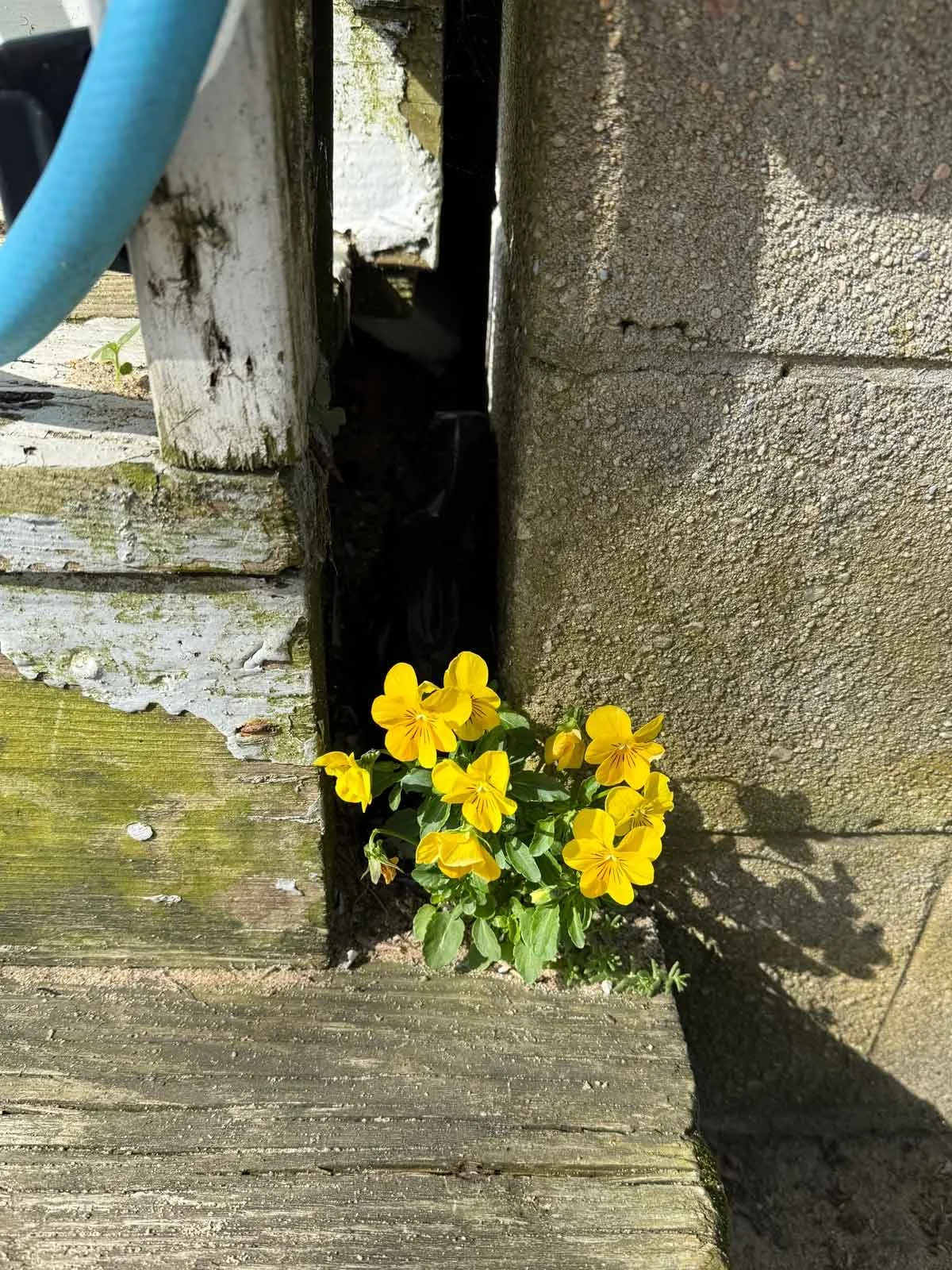 Lucky-Pansy.jpg