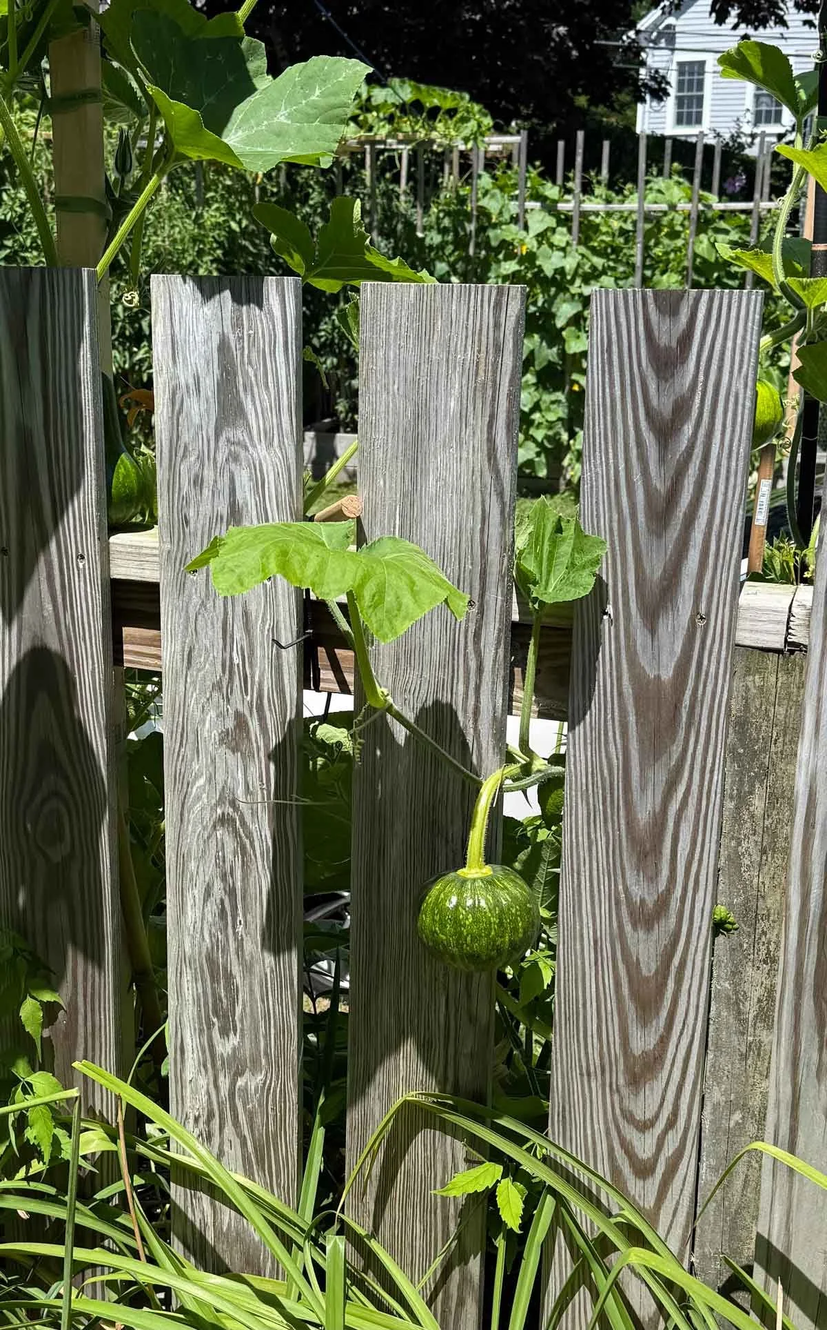 Green-Gourd.jpg