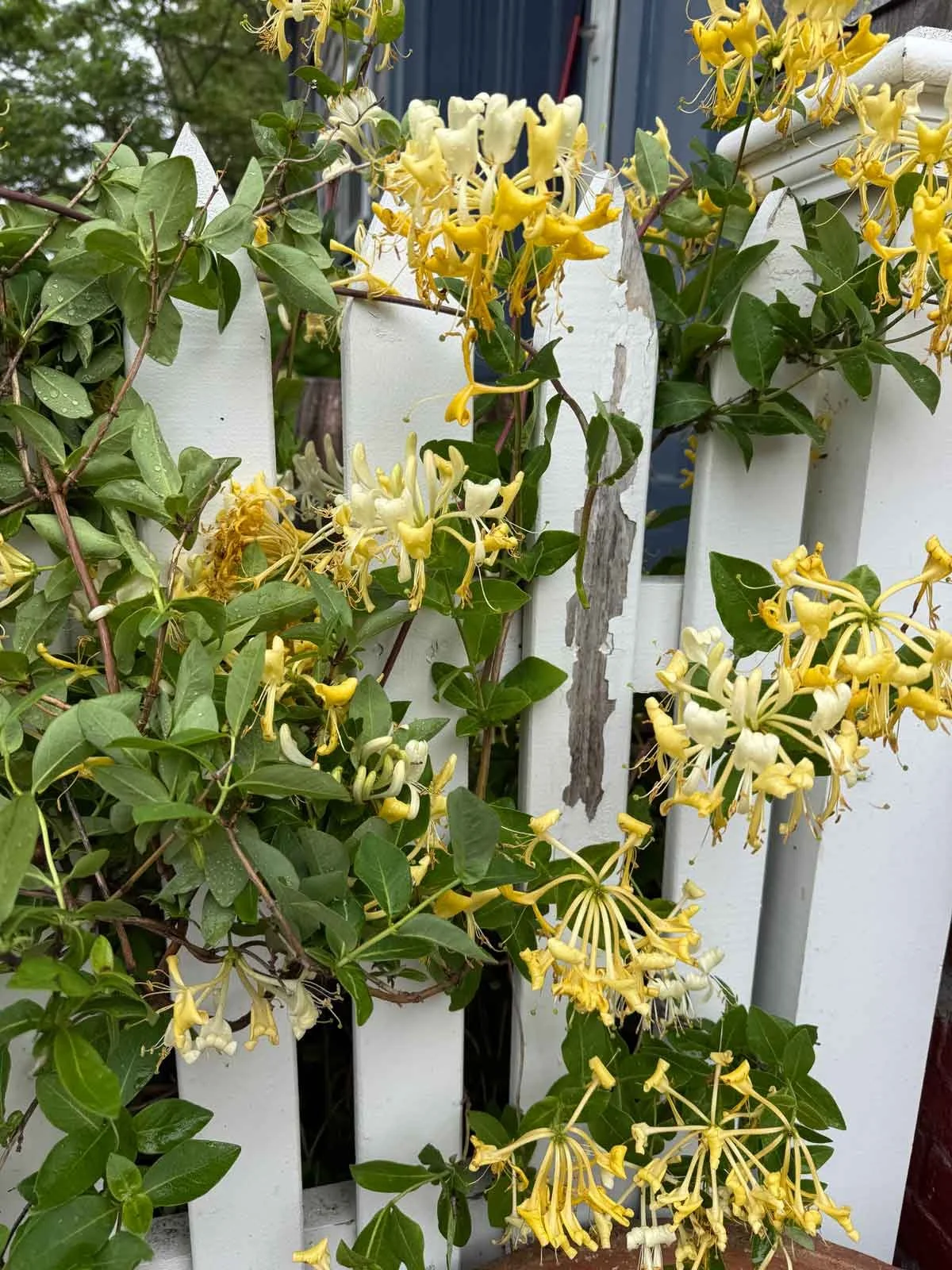 Honeysuckle.jpg