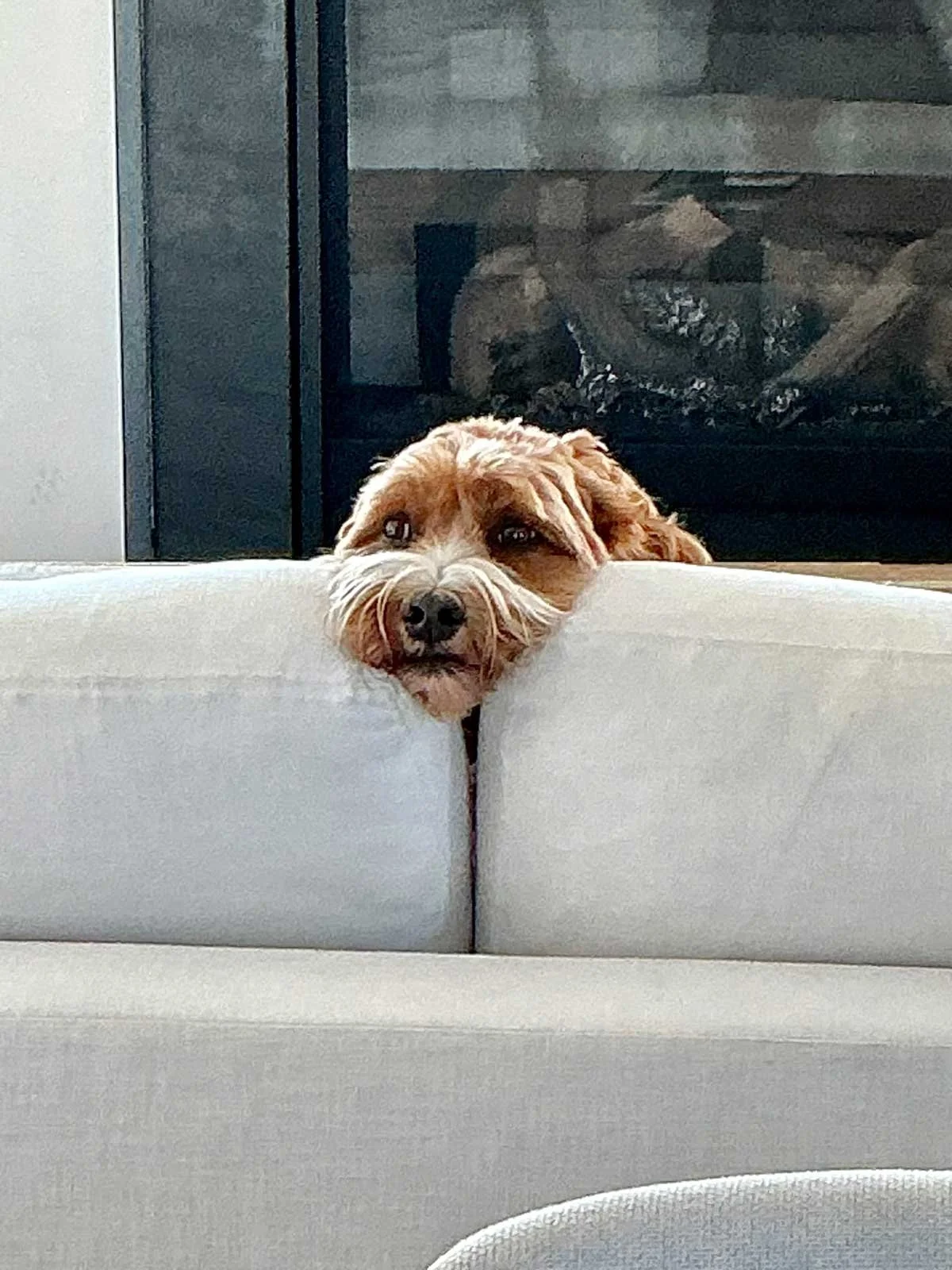Biscuit.jpg