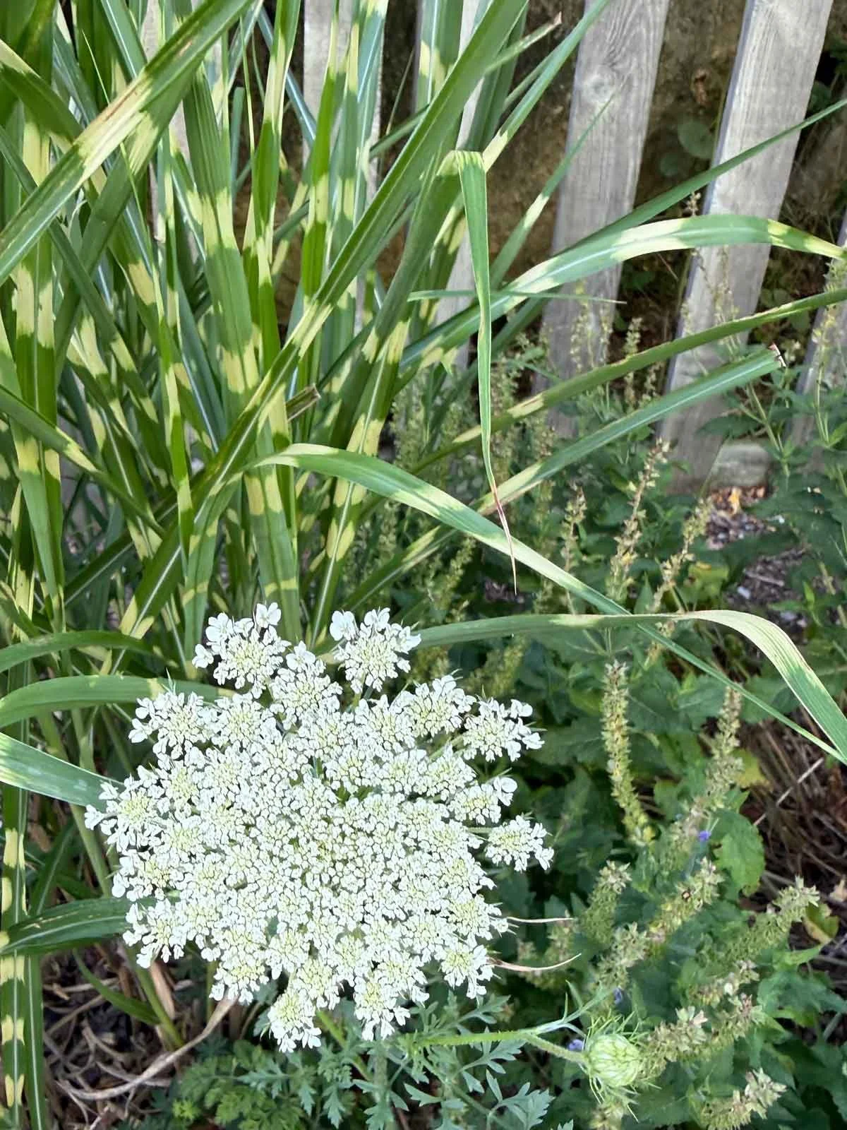 Queen-Annes-Lace.jpg