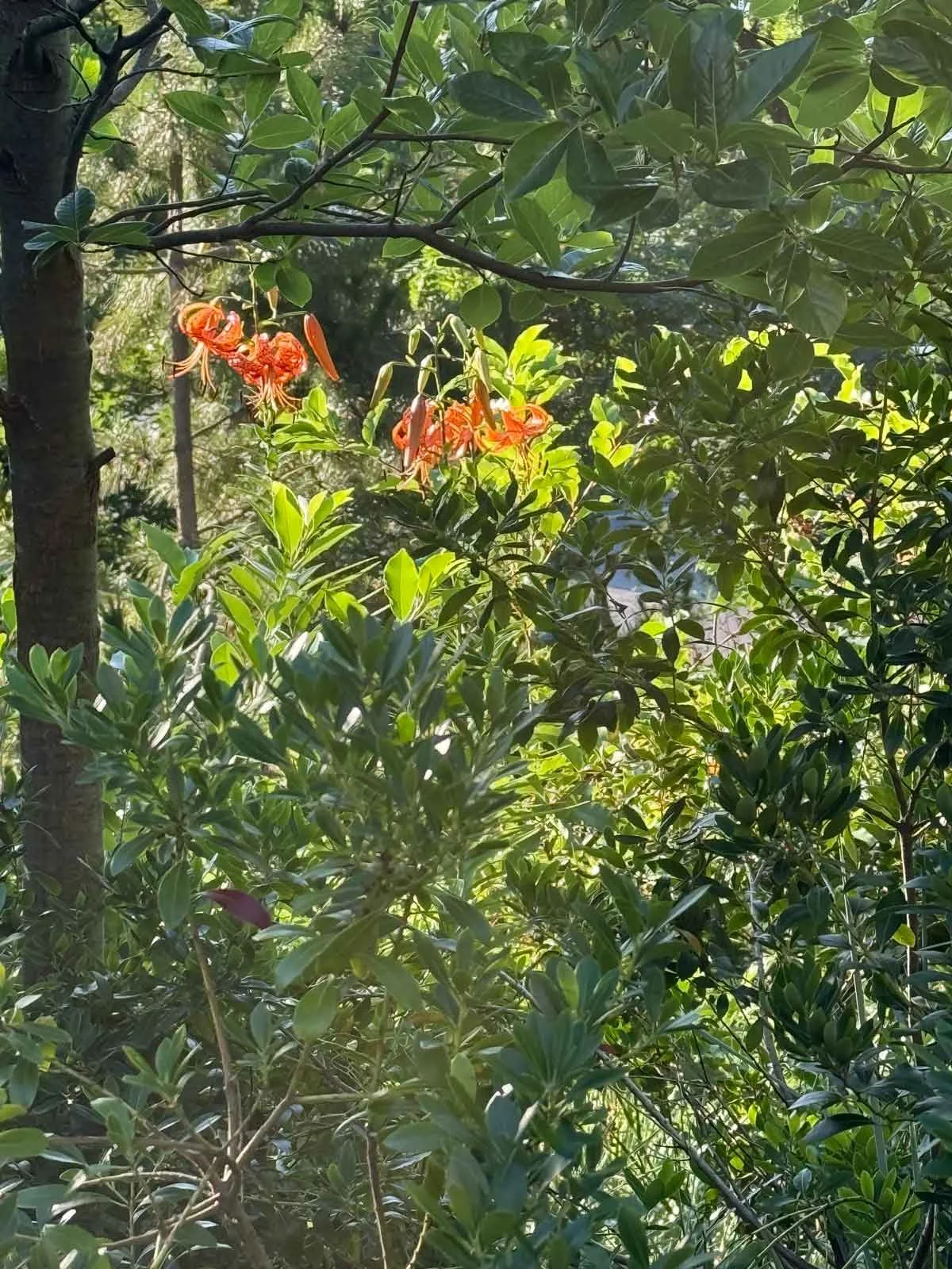 Tiger-Lily.jpg