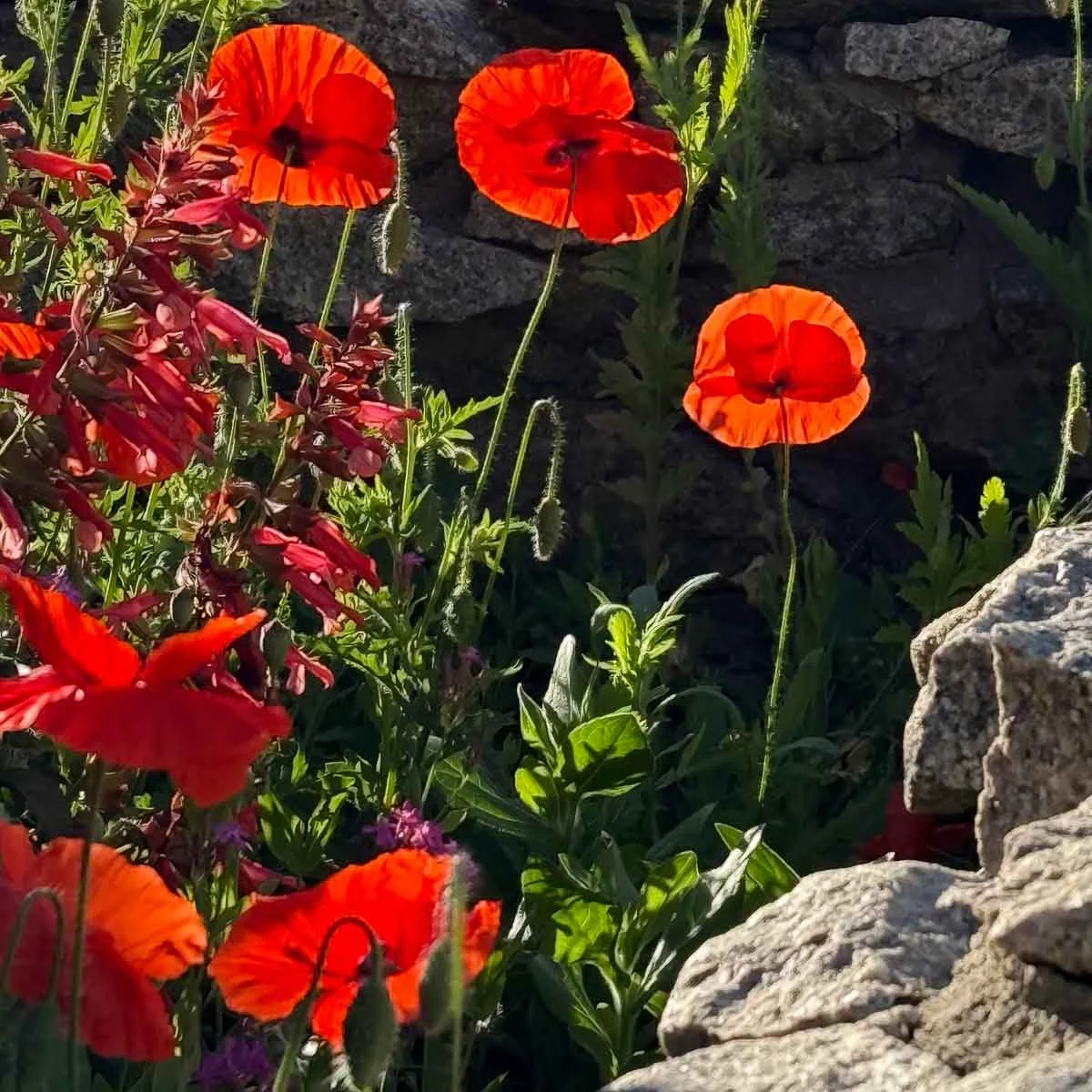 Sunlit-Poppies.jpg