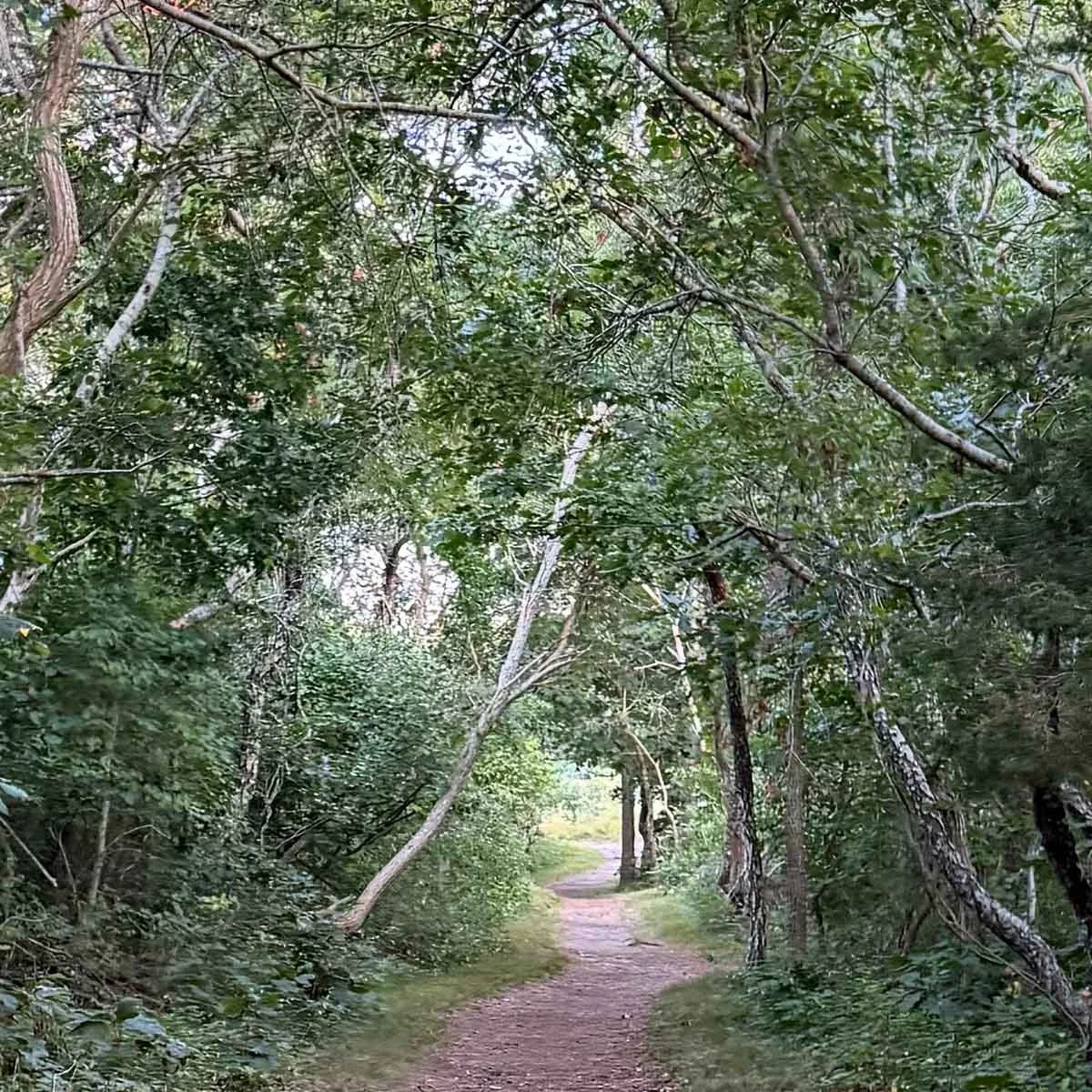 Ptown-Path.jpg