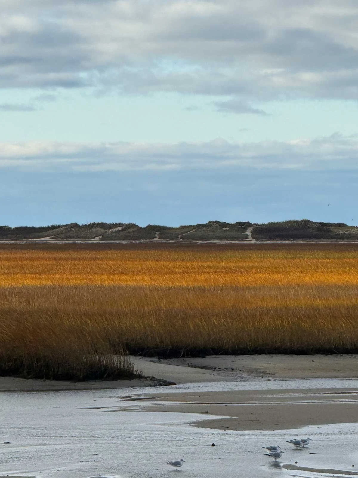Salt-Marsh-Ptown.jpg