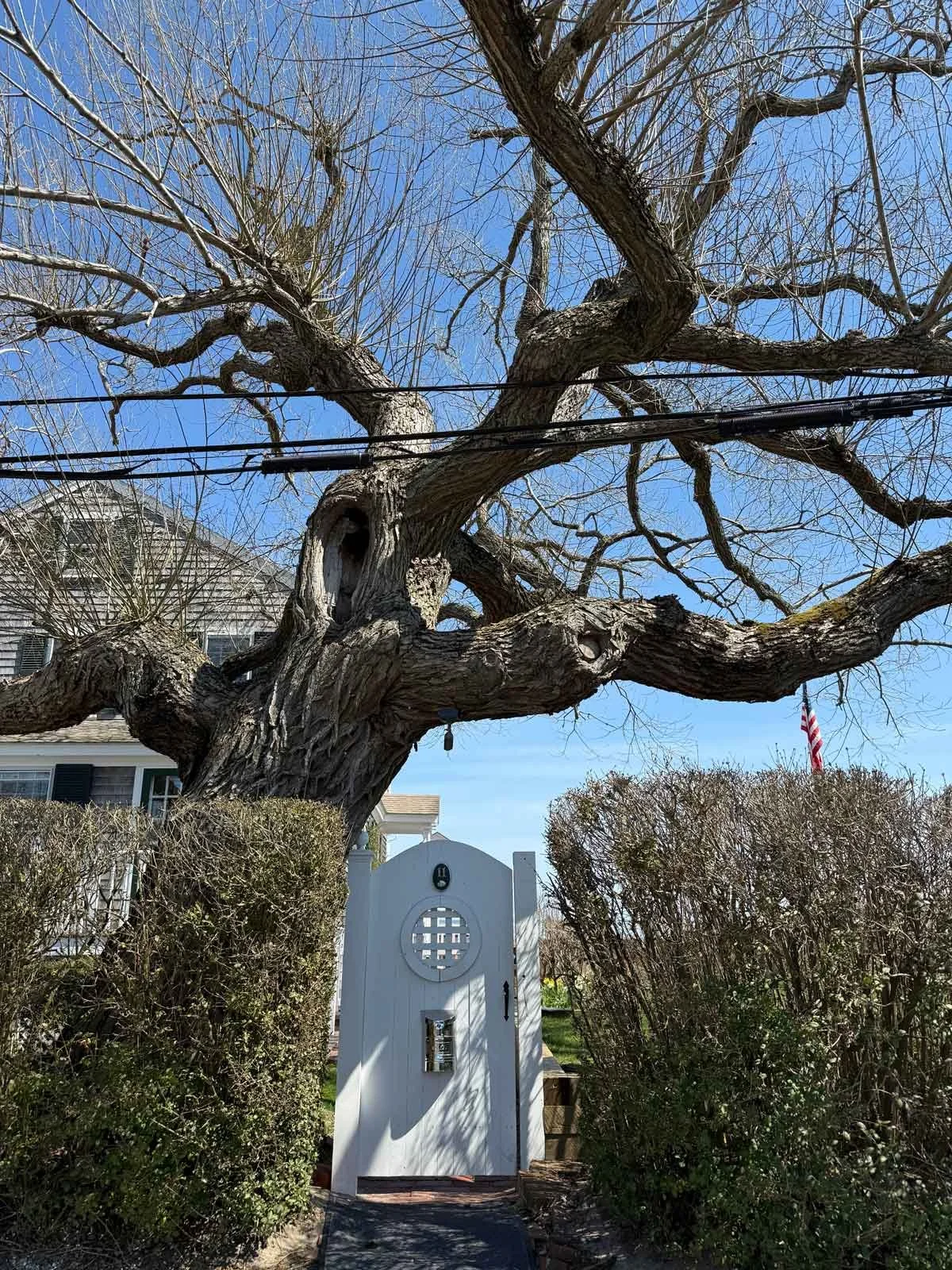 Dan-Mullen-Tree.jpg