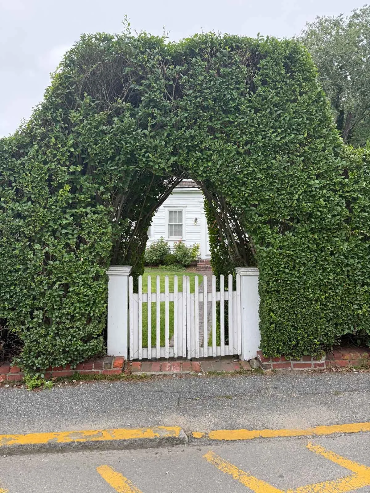 Dramatic-Hedge.jpg