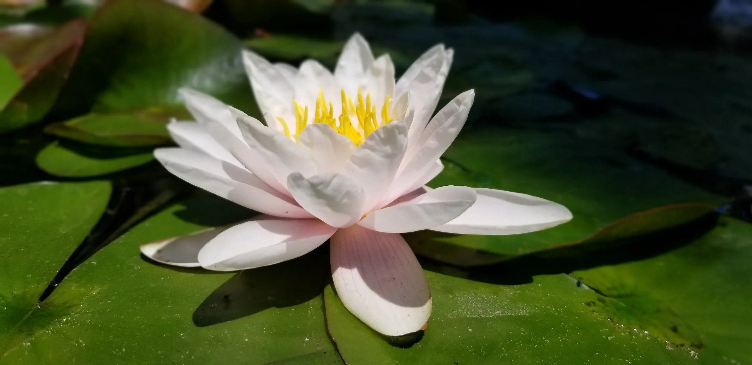 lotus flower for healing trauma