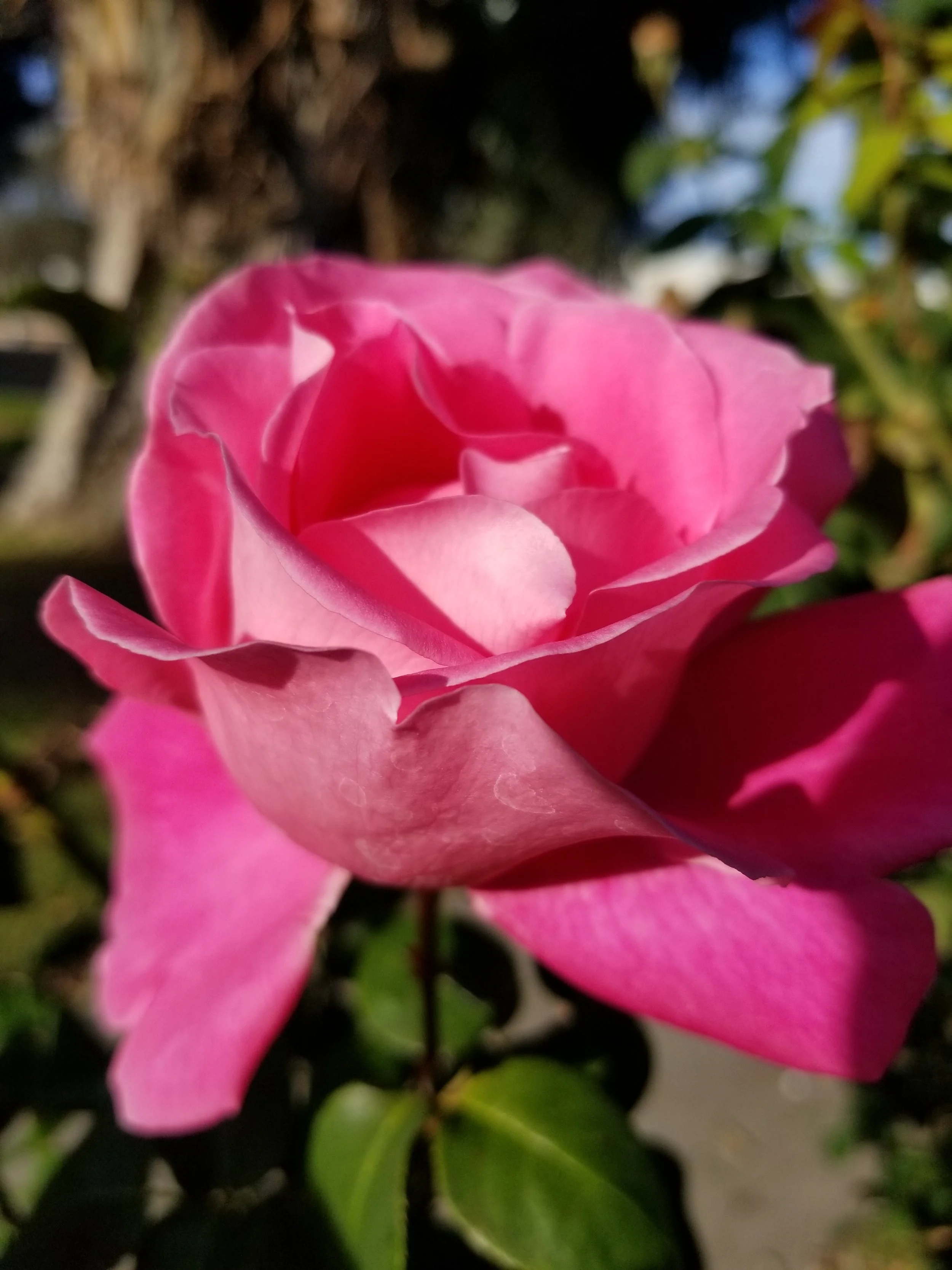 smelling a rose calms anxiety