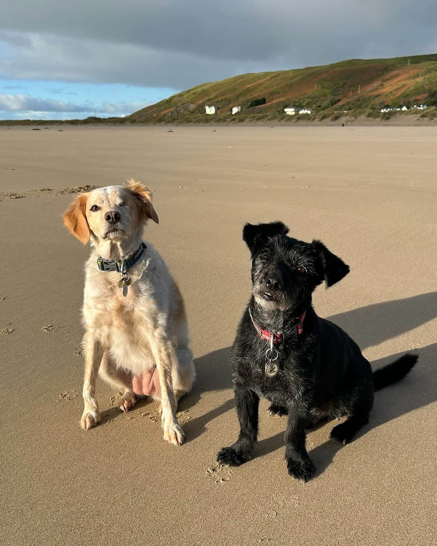 Ollie and Skye enjoying the expanse of Aberdyfi Beach 😍 

#dogsloveholidays #reactivedogholidays #dogfriendlyholidays #dogfriendlycottagewales #dogfriendlyaccommodation #aberdyfibeach