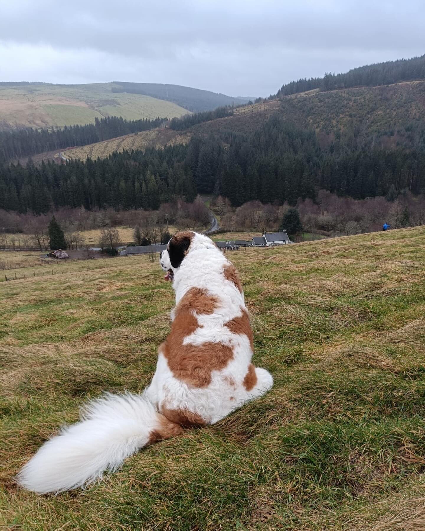 Barney taking time to enjoy the views of the forest from our top paddock 💕

#dogsloveholidays #reactivedogholidays #dogfriendlyaccommodationuk #dogfriendlycottagesuk #dogfriendlycottageswales #saintbernards #stbernards #saintbernardsofinstagram #stb