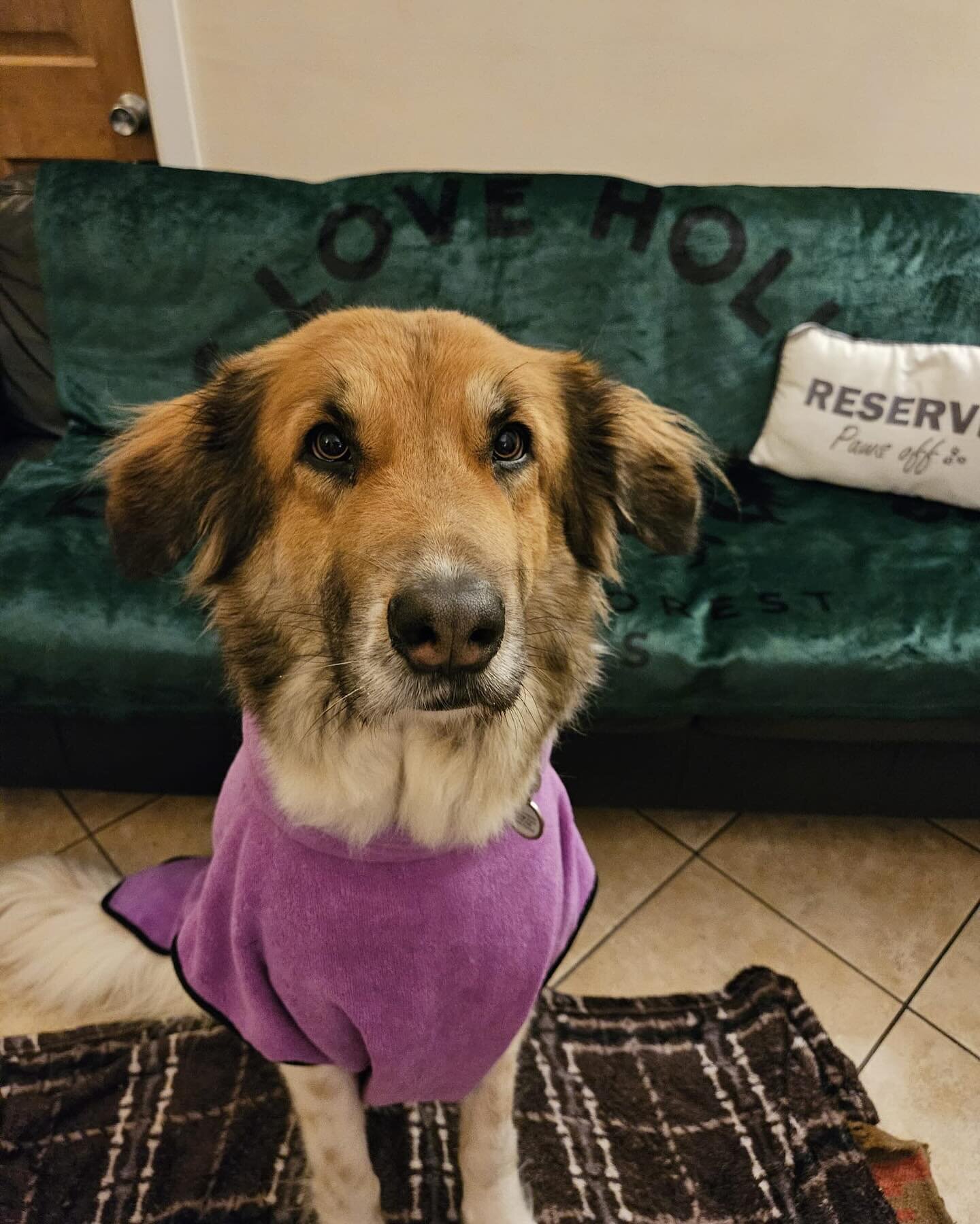 This week&rsquo;s guests Lexi and Teddy. The rain has not deterred them from having fun.  Back to the cottage, drying robes on in front of the log burner 🔥 

#dogsloveholidays #reactivedogholidays #reactivedogsuk #dogfriendlyaccommodationuk #dogfrie