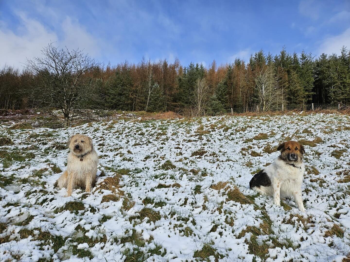 Teddy and Lexi made the most of our snow showers today. 

#dogsloveholidays #reactivedogholidays #dogfriendlycottagewales #reactivedogs #reactivedogsuk #reactivedogsaregooddogs #romanianrescues