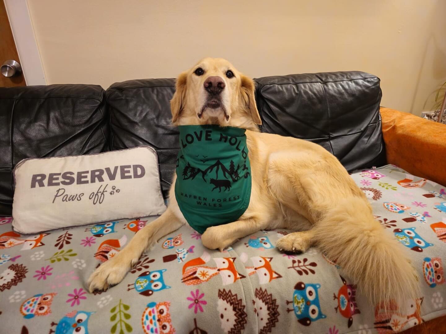The gorgeous Marley modelling our Dogs Love Holidays bandana. ❤️ 100% of the profits from the sale of our merchandise are being donated to @saveourseizeddogs 
To order go to our shop on our website site - Link in bio. 

#dogsloveholidays #reactivedog