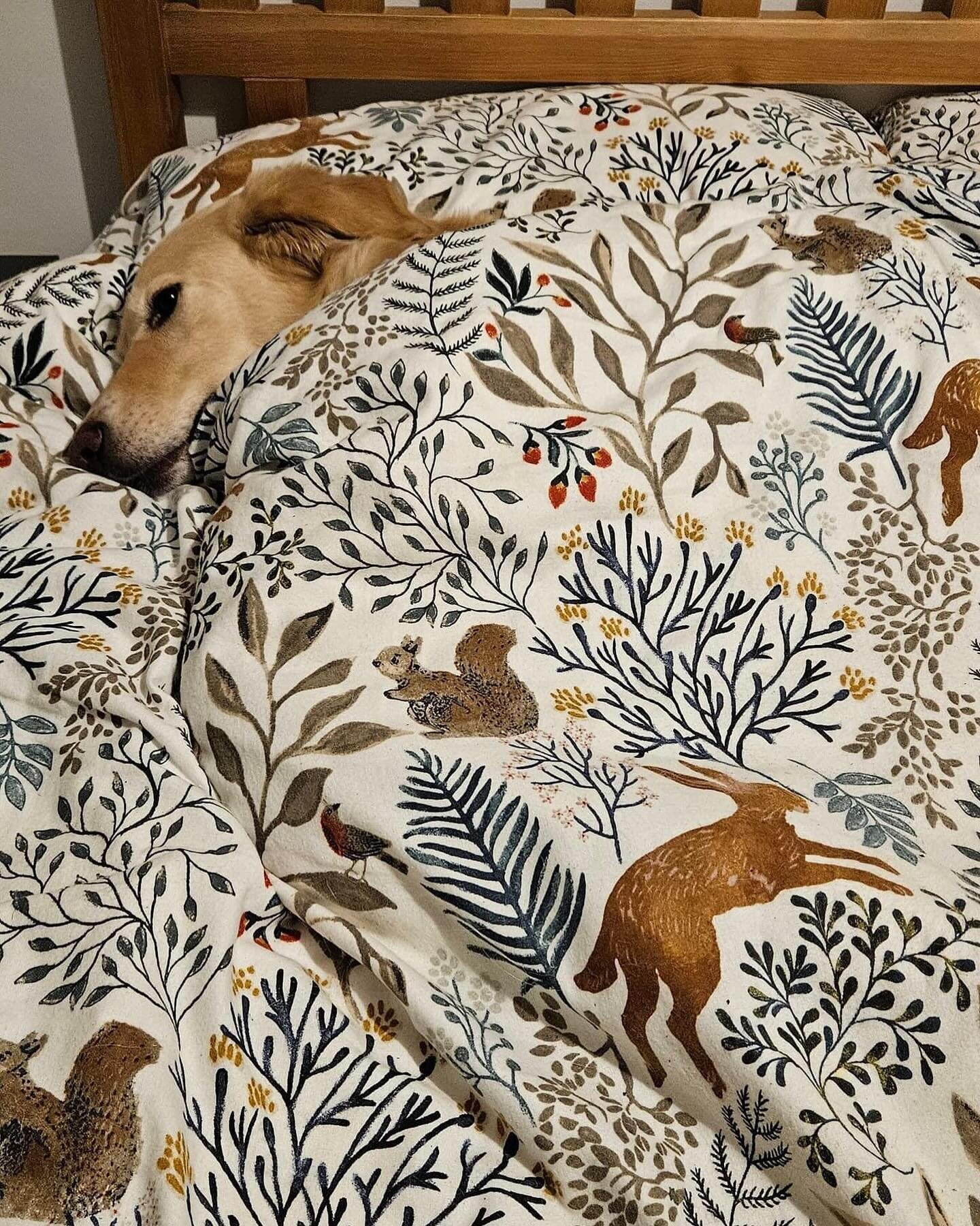 If your dog likes to sleep on your bed then we ask guests to bring their own bedding.

If, like Marley, your dog doesn&rsquo;t like to share and would like the whole double bed to themselves, then also please bring their own bedding 👍☺️

#dogsloveho