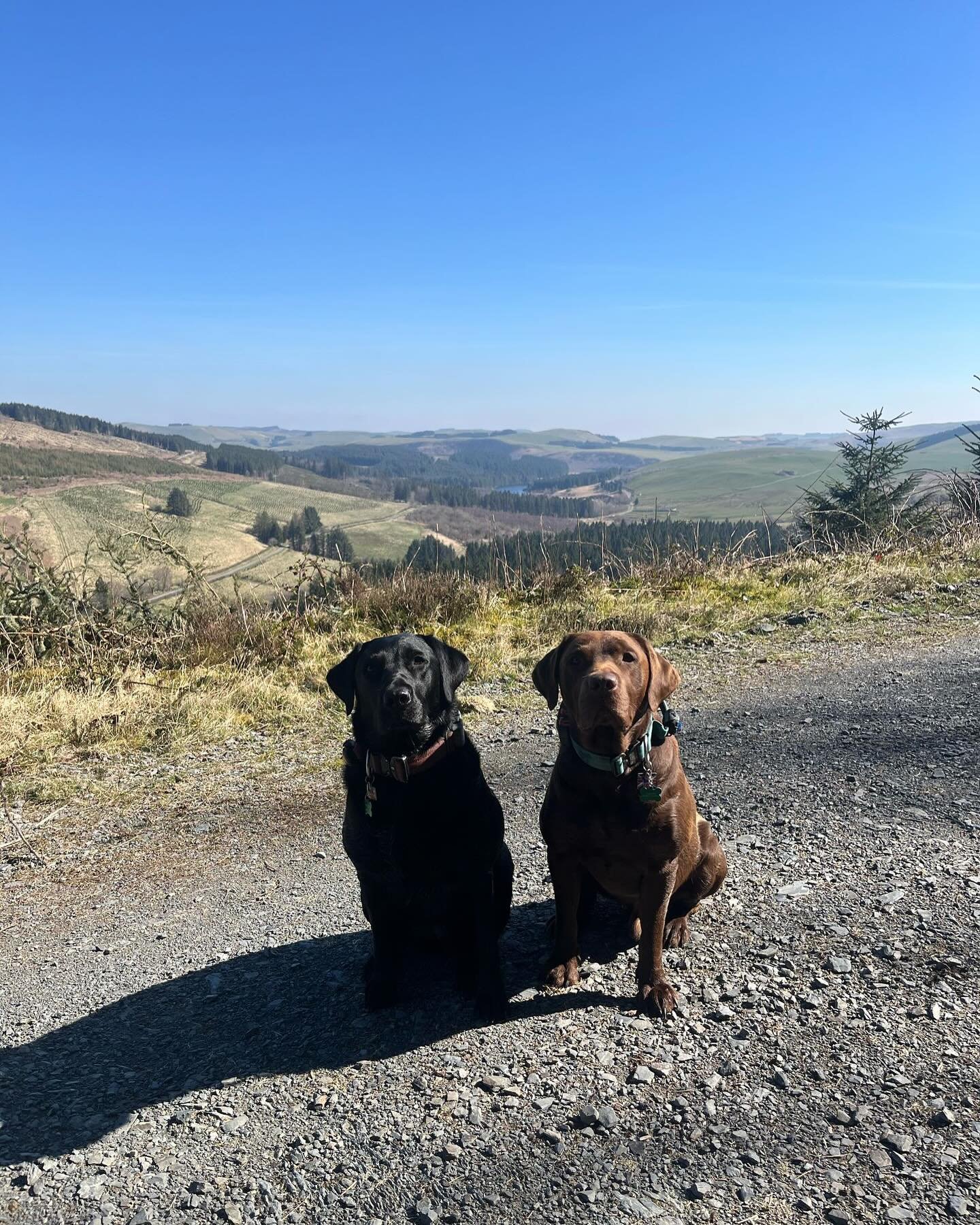 Rylee and Oakley enjoying a quiet walk in Hafren Forest accessible directly from the back door of your cottage.