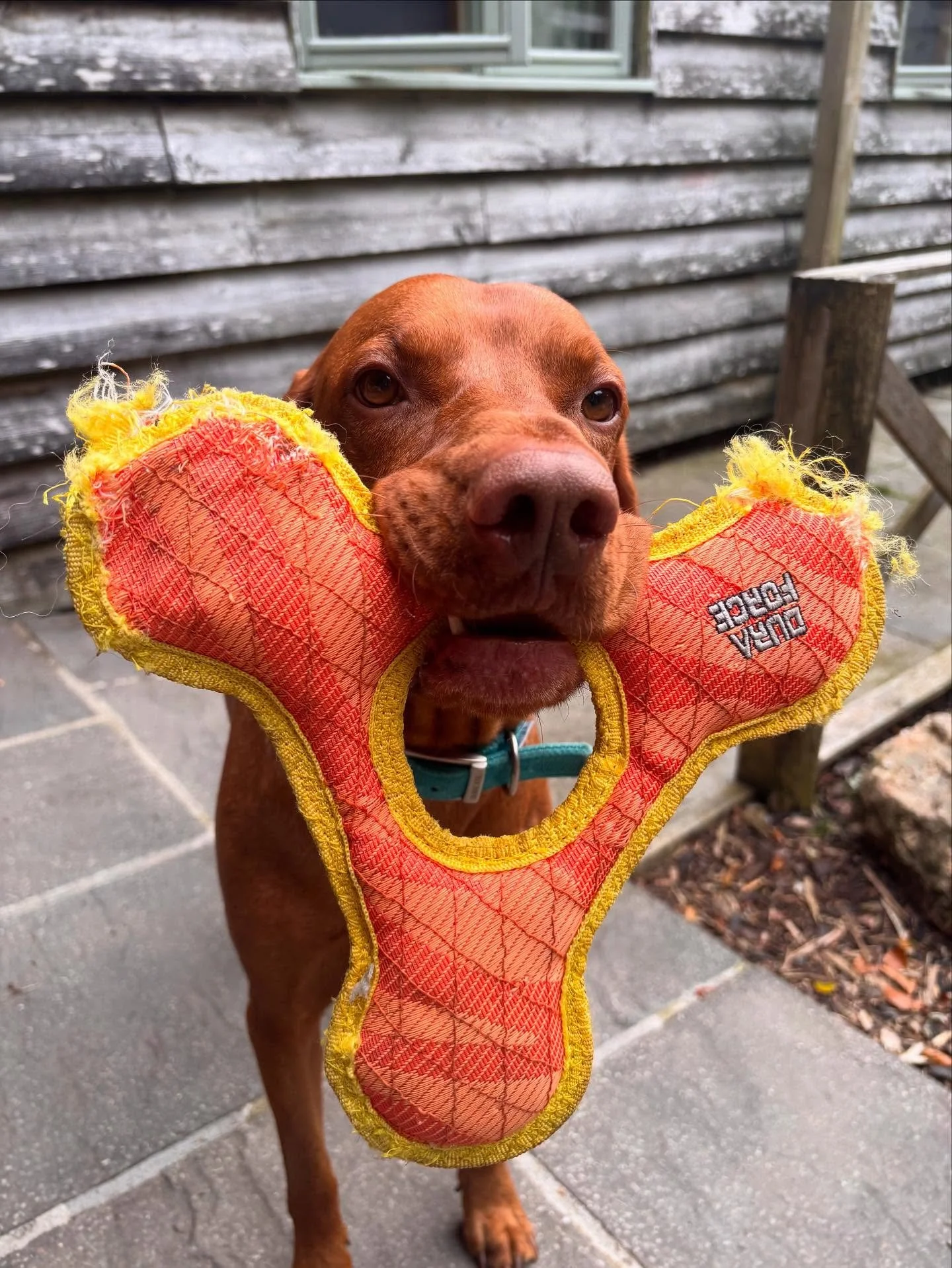 Had the pleasure of looking after the gorgeous Bert today 🥰 He found a new toy in the dog cabin ☺️