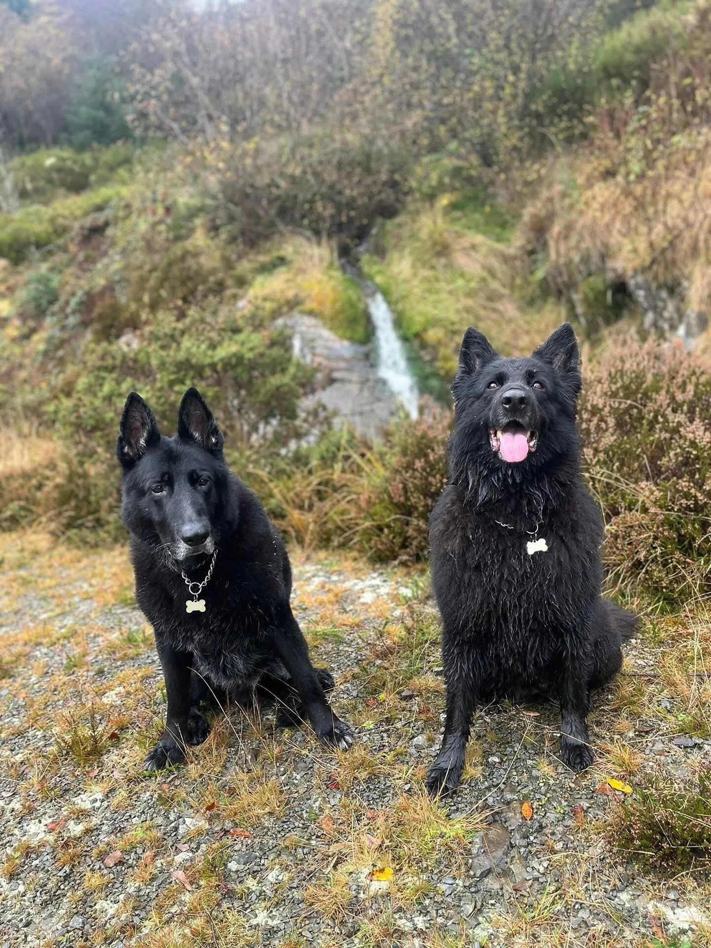 Nitro and Aida are back for the 4th visit 🥰