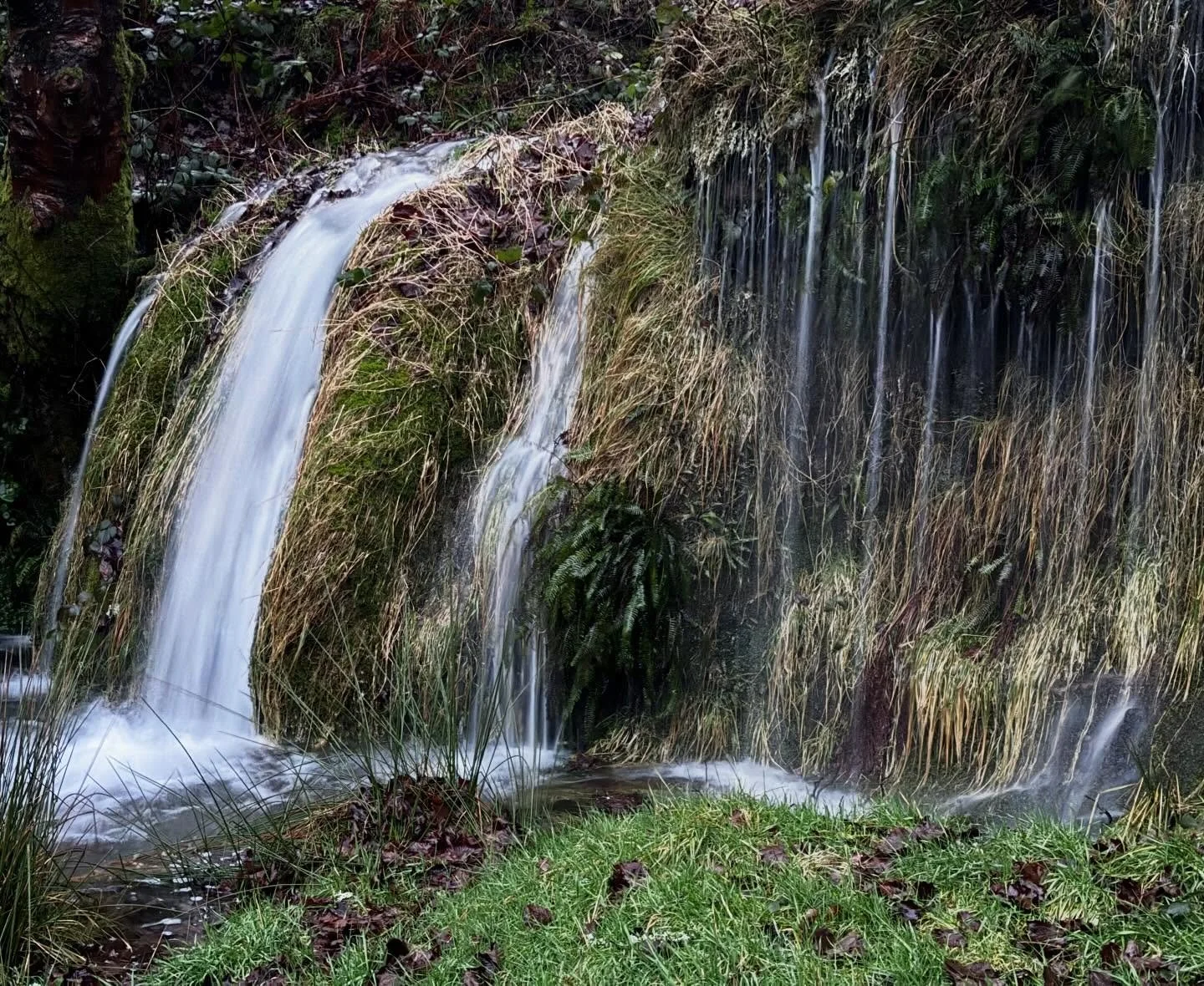 It&rsquo;s like Fairyland ✨ (aka Mick&rsquo;s Dingle in full flow! 😄)