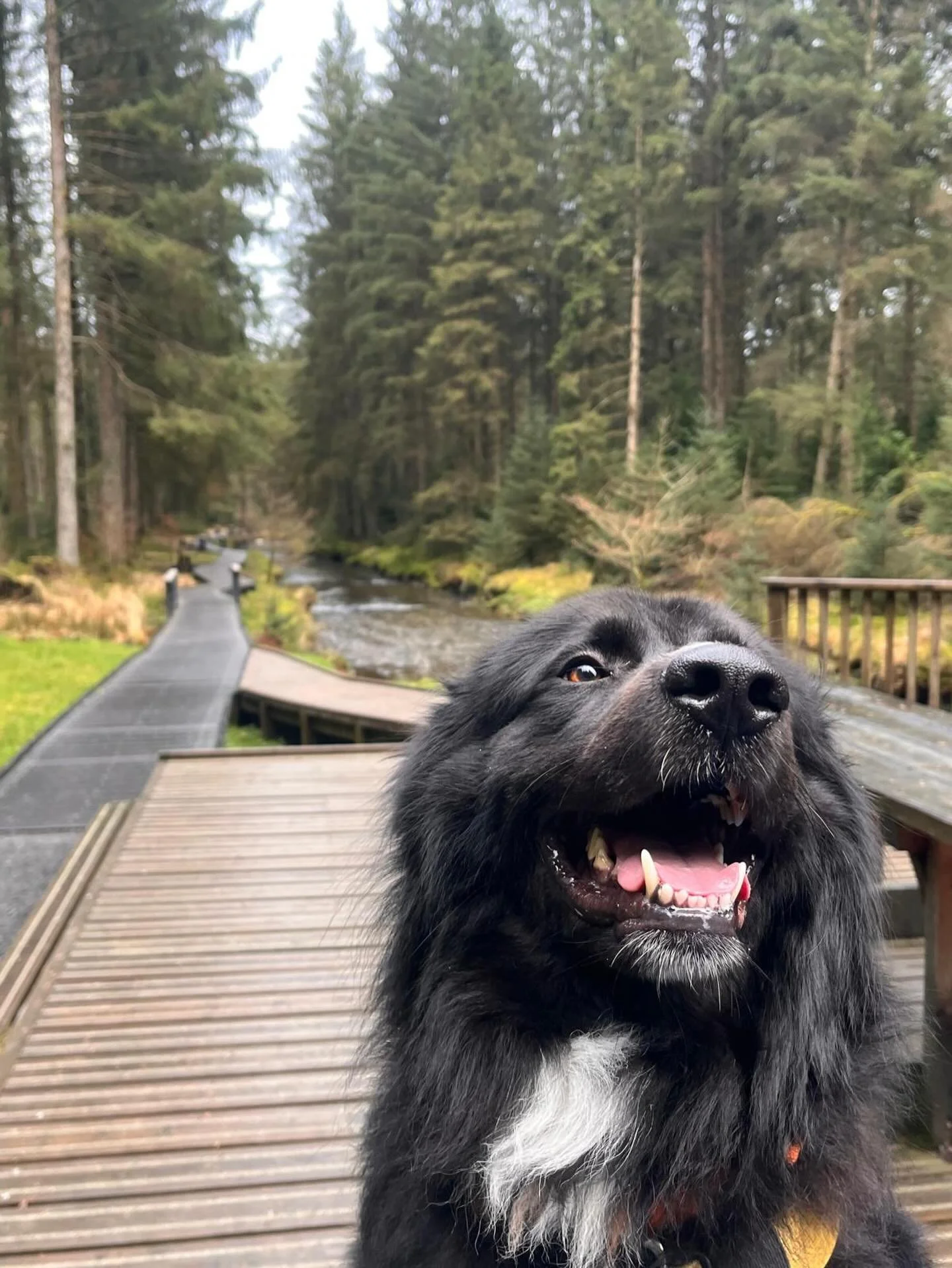 I think Teddy&rsquo;s face says it all 🥰 Despite being both people and dog sensitive,  he still managed to enjoy peaceful relaxing walks every day here, hardly seeing anyone the whole week ❤️